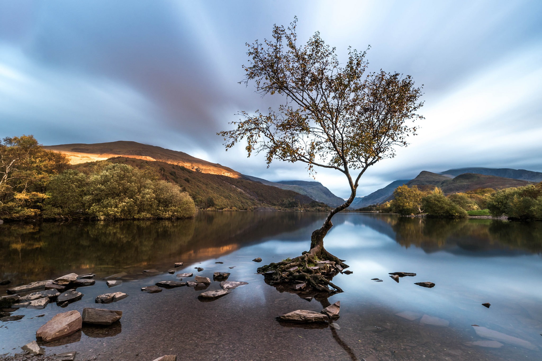 tree, Wales, 1080P, Llanberis, Snowdonia, HD Wallpaper