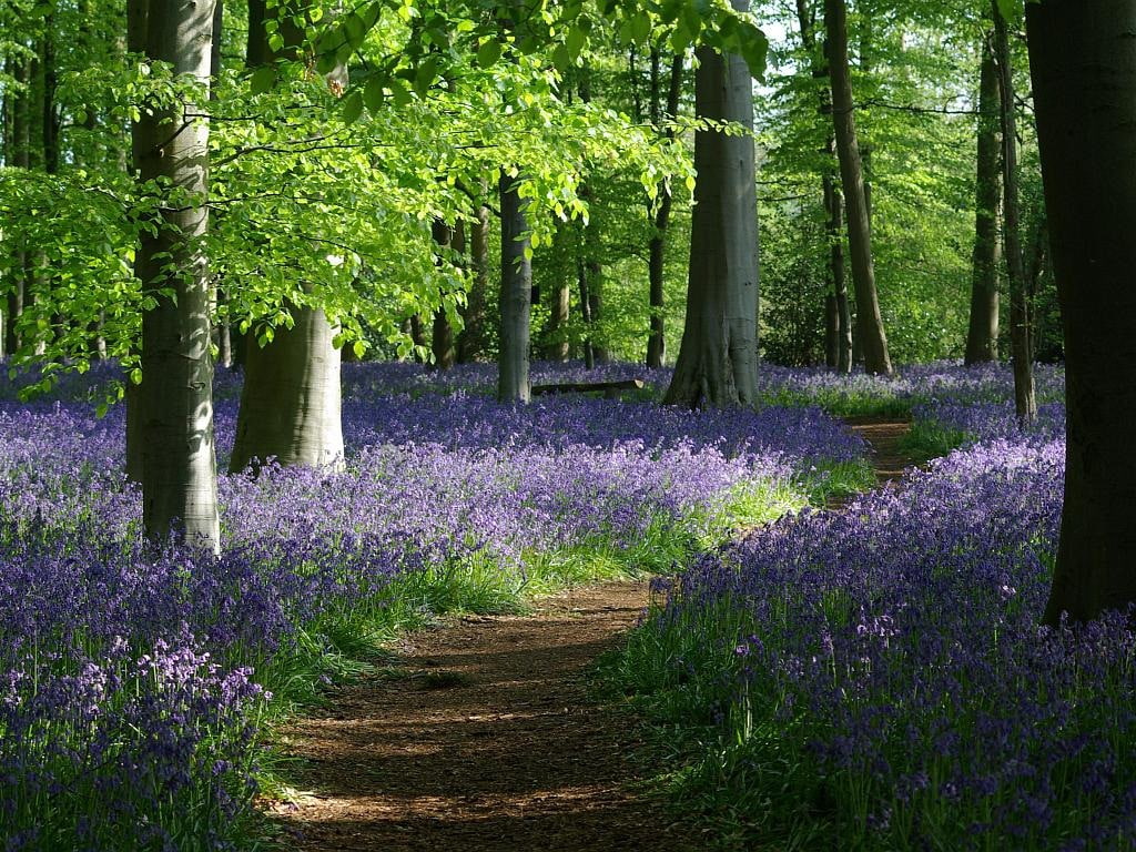 hd, 480P, path, art, Trees, bluebell, grass, nature, abstract, bluebells, HD Wallpaper
