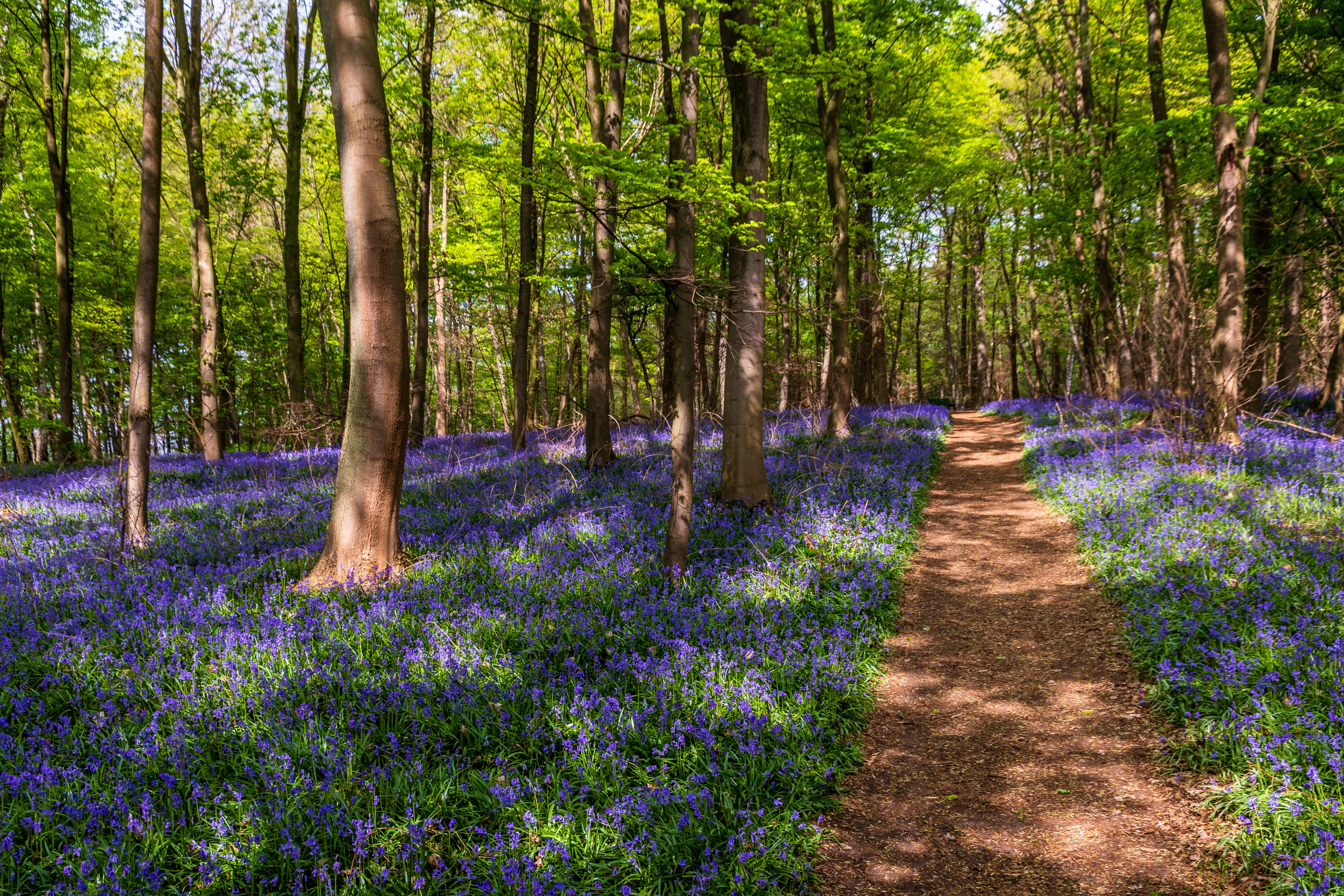 tranquility, field, flower, day, forest, tree, flowering plant, nature, beauty in nature, purple, lavender, scenics - nature, footpath, 5K, no people, HD Wallpaper