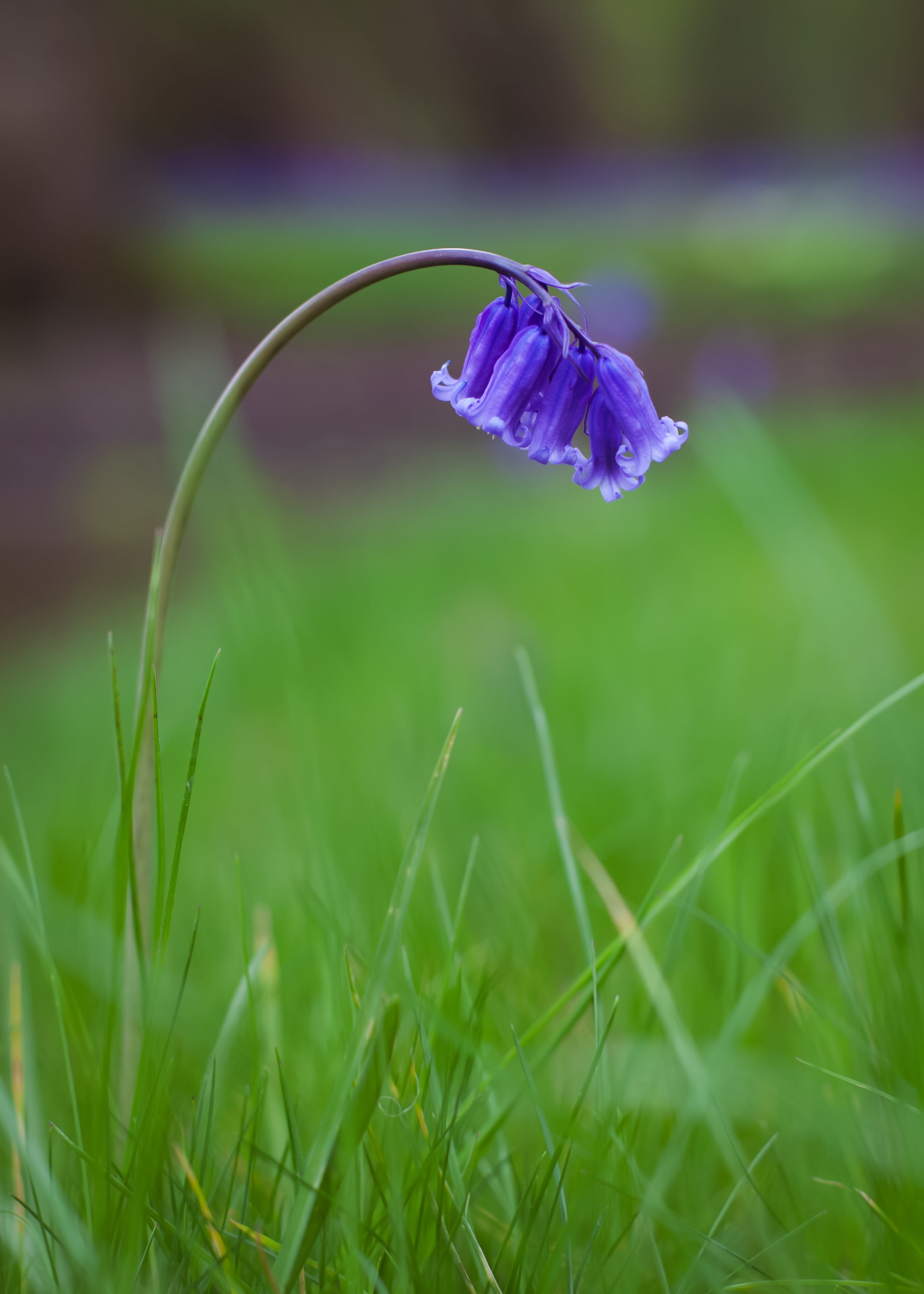 2K, flower head, blur, purple, flower, vulnerability, petal, outdoors, blade of grass, field, bluebells, flowering plant, dew, purity, selective focus, Phone HD Wallpaper