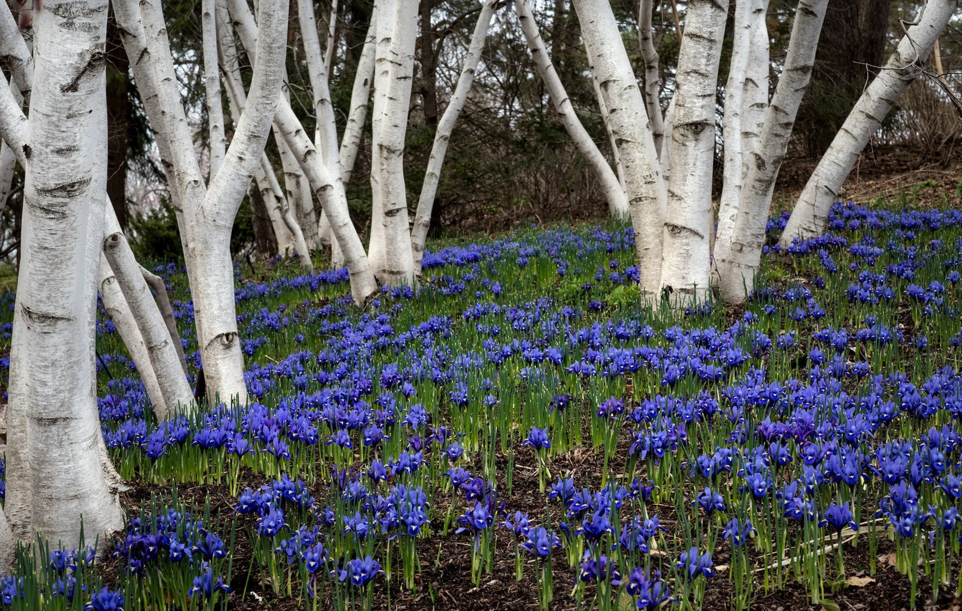 Forest, Bluebell, Flower, Blue Flower, Birch, 1080P, Spring, Tree, Earth, HD Wallpaper