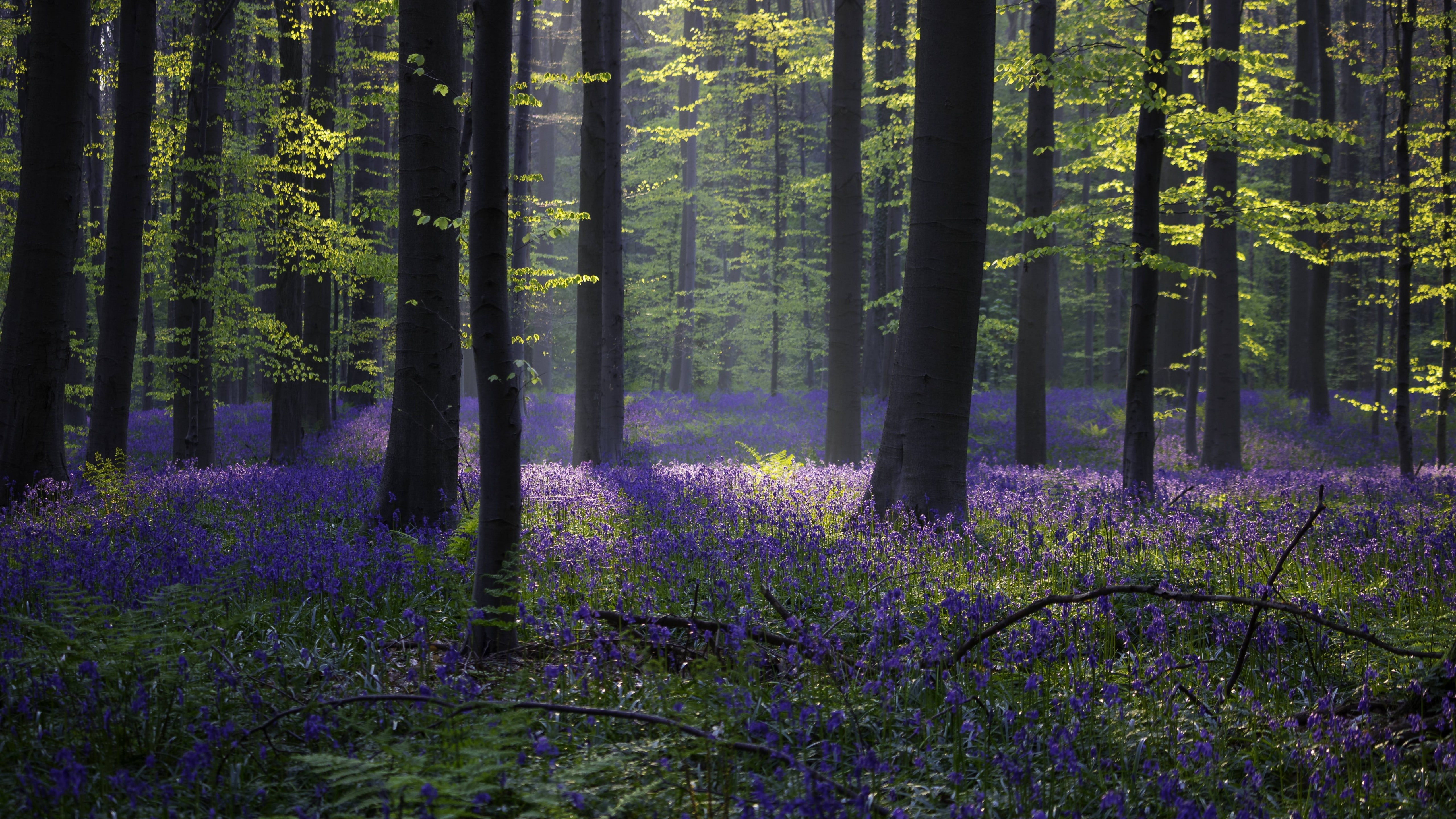 4k, bluebell, 5K, Halle, rise, bellow, 5k, spring, high, sunlight, purple, Belgium, flowers, forest, trees, HD Wallpaper
