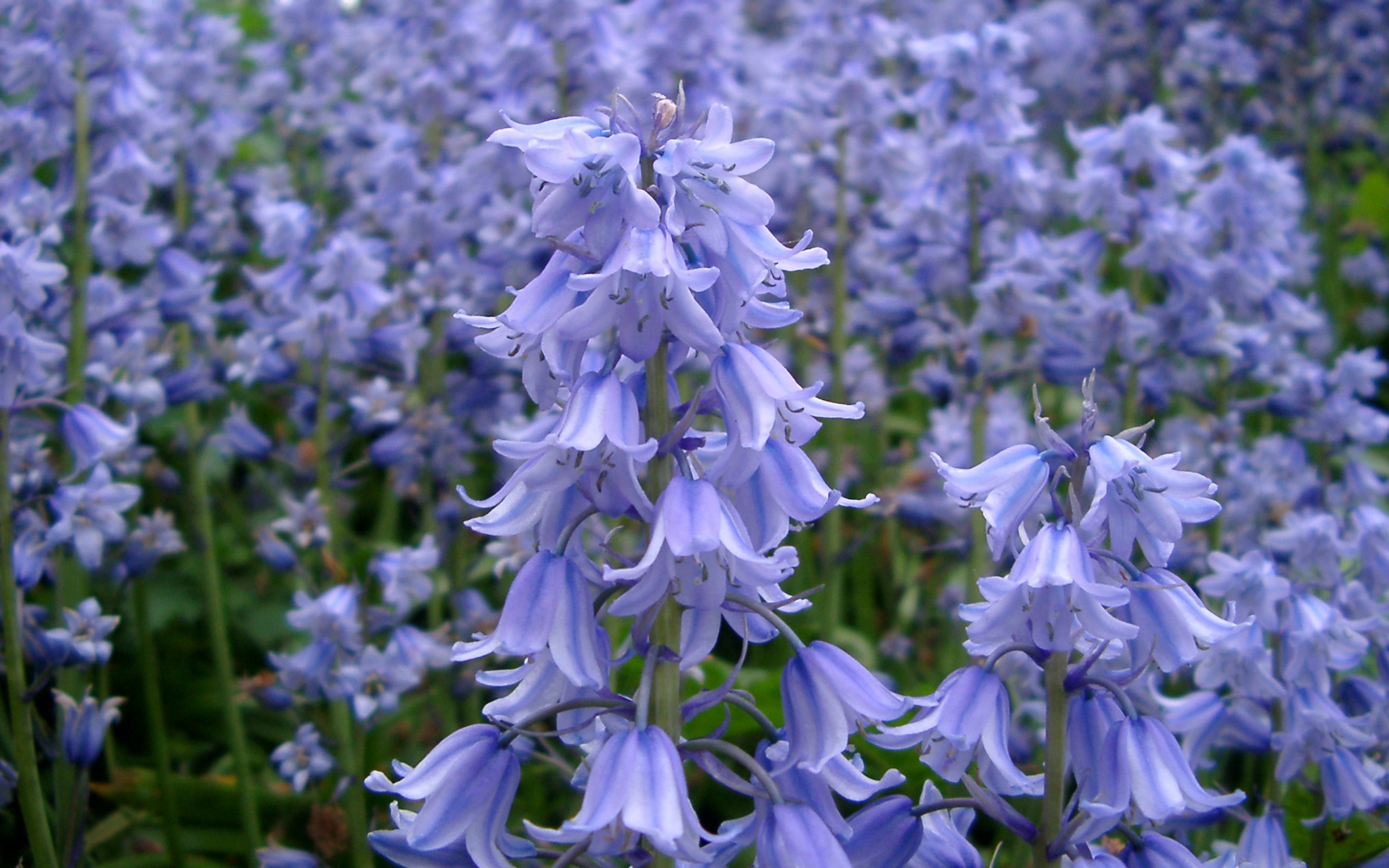 wallpapers, plant, flowering plant, bells, bluebells, nature, flowers, focus on foreground, close-up, lavender, petal, vulnerability, 4K, beauty in nature, HD Wallpaper