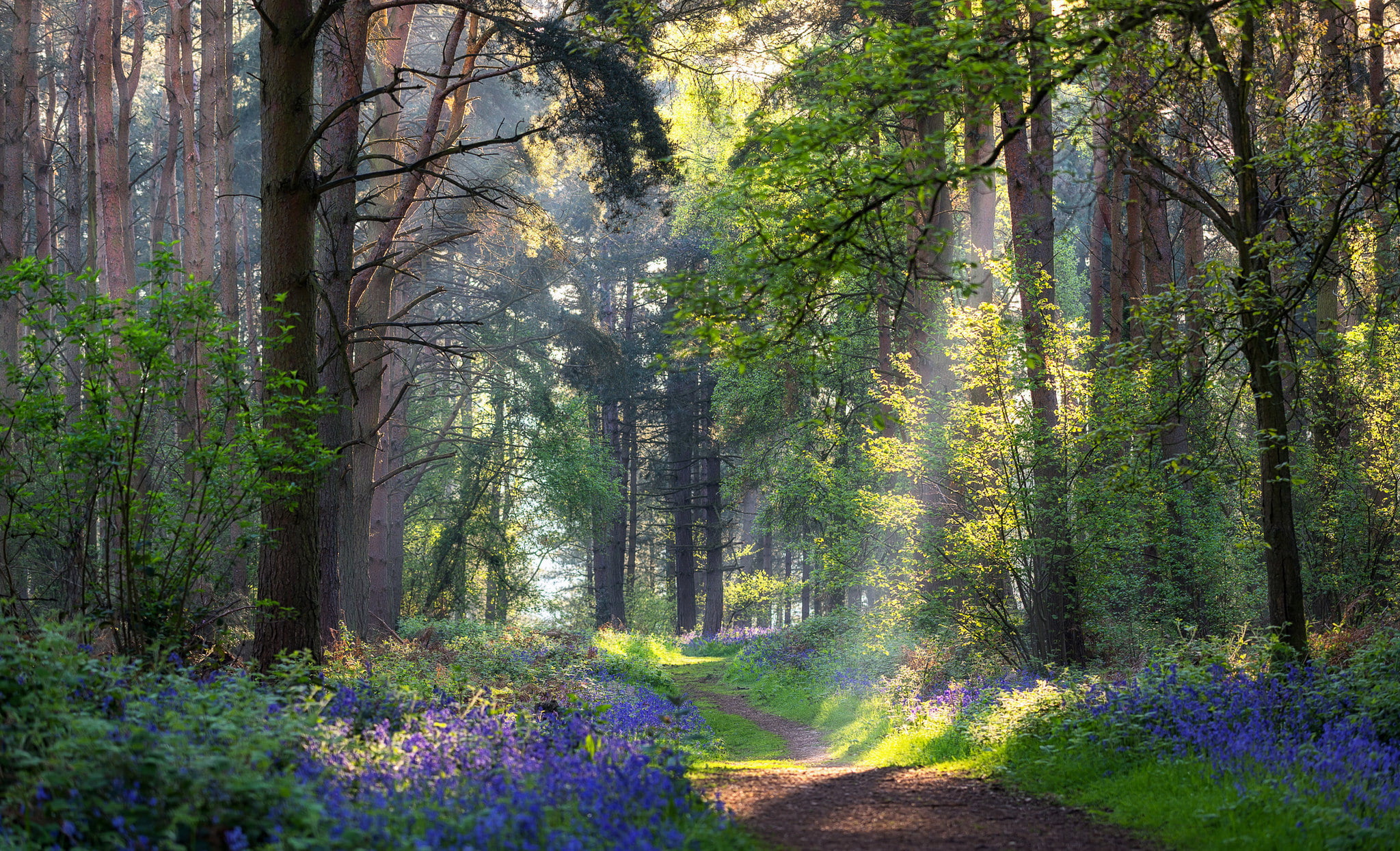 scenics - nature, 1080P, growth, multi Colored, rural Scene, lush Foliage, scenics, summer, leaf, flowers, branch, vibrant Color, no People, yellow, nature, HD Wallpaper