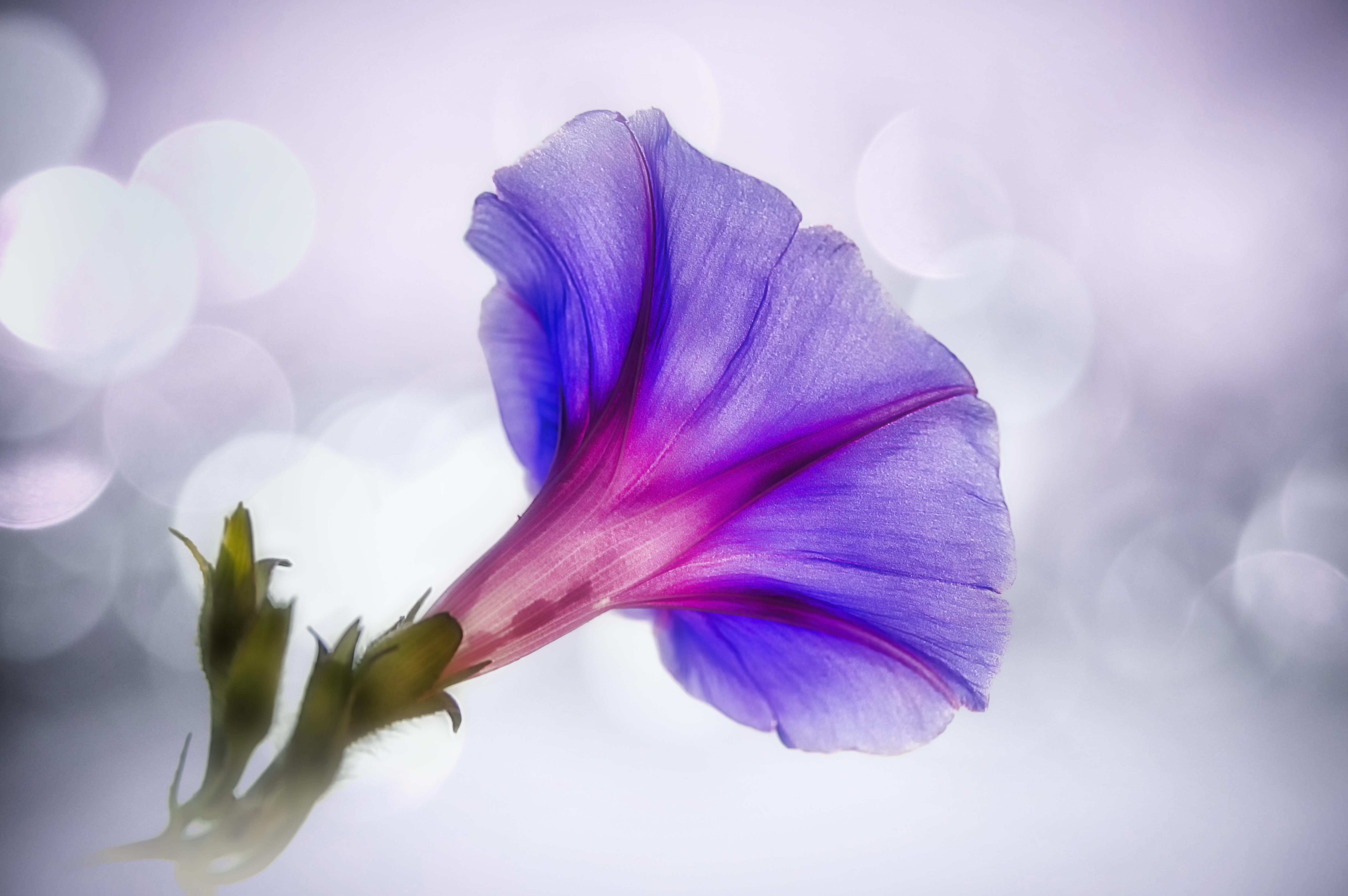 springtime, botany, inflorescence, plant, sepal, romantic, soft focus, vulnerability, 5K, selective focus, petal, morning glory, softness, bluebells, flowering plant, HD Wallpaper