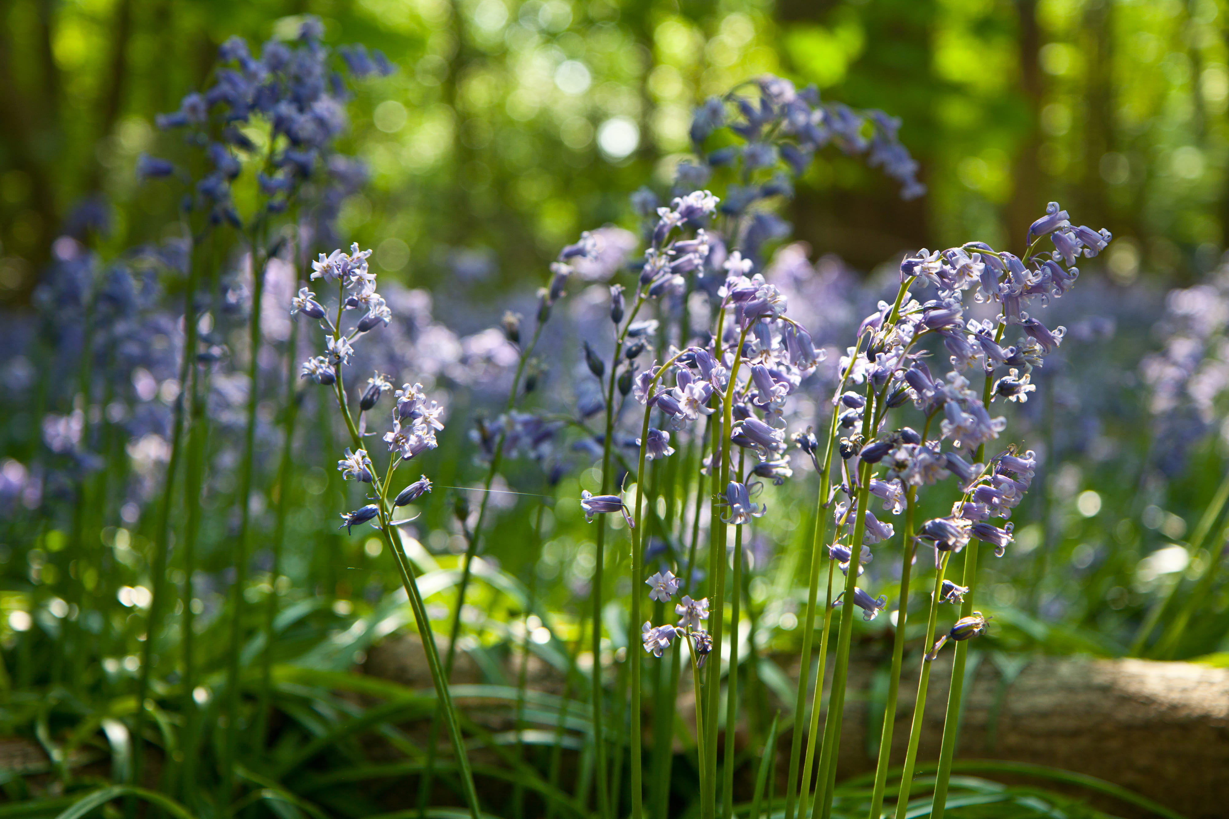 no People, natural, flowerbed, day, 4K, springtime, nature, meadow, freshness, flowering plant, field, vulnerability, woods, plant, green Color, purple, HD Wallpaper