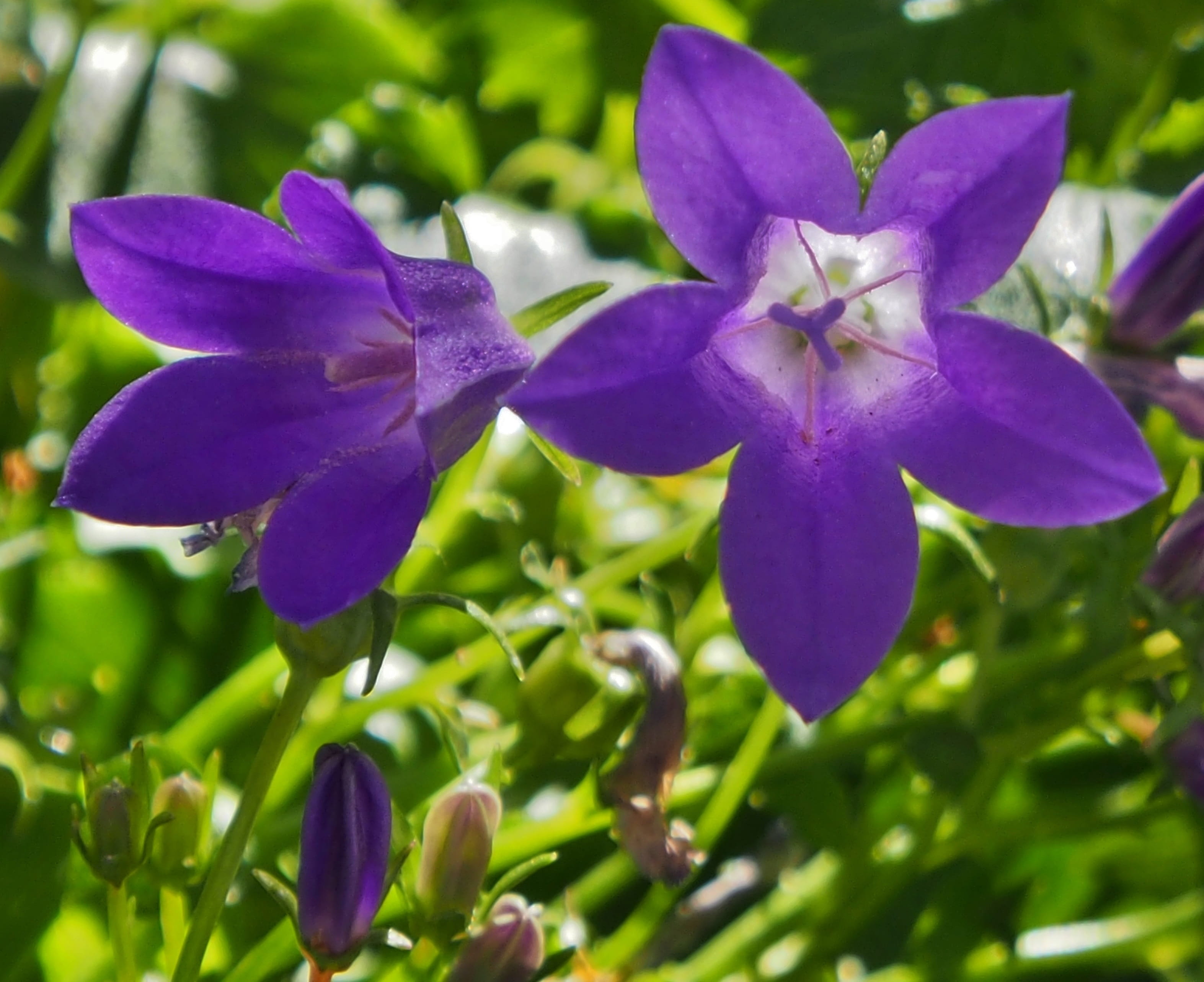 growth, plant part, outdoors, nature, fragility, flowers, petal, blue, violet, focus on foreground, vulnerability, close-up, plant, no people, bluebells, HD Wallpaper