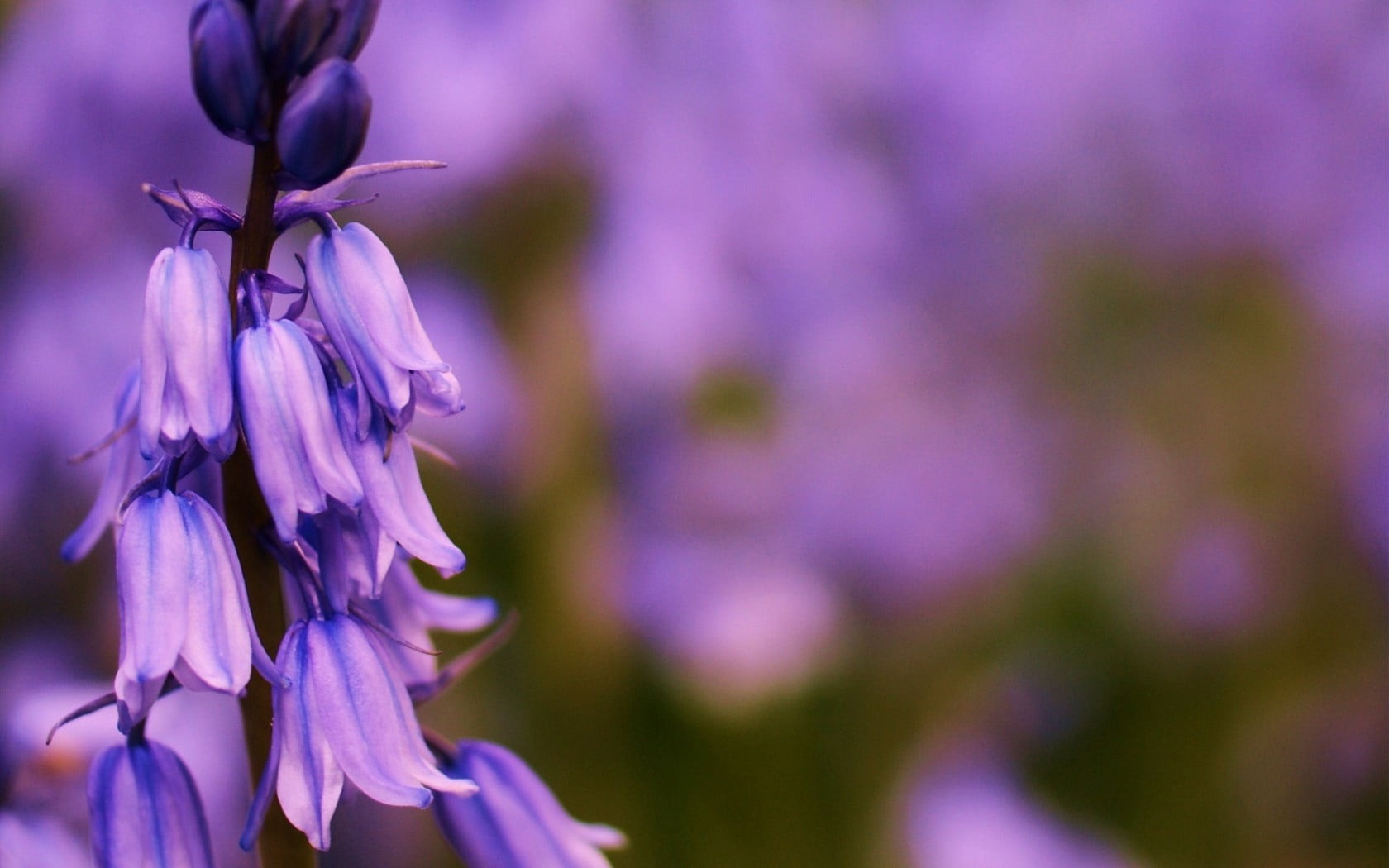 growth, field, blossom, focus, macro, season, summer, selective focus, petal, formal Garden, flowering plant, botany, lilac, flower Head, outdoors, fragility, HD Wallpaper