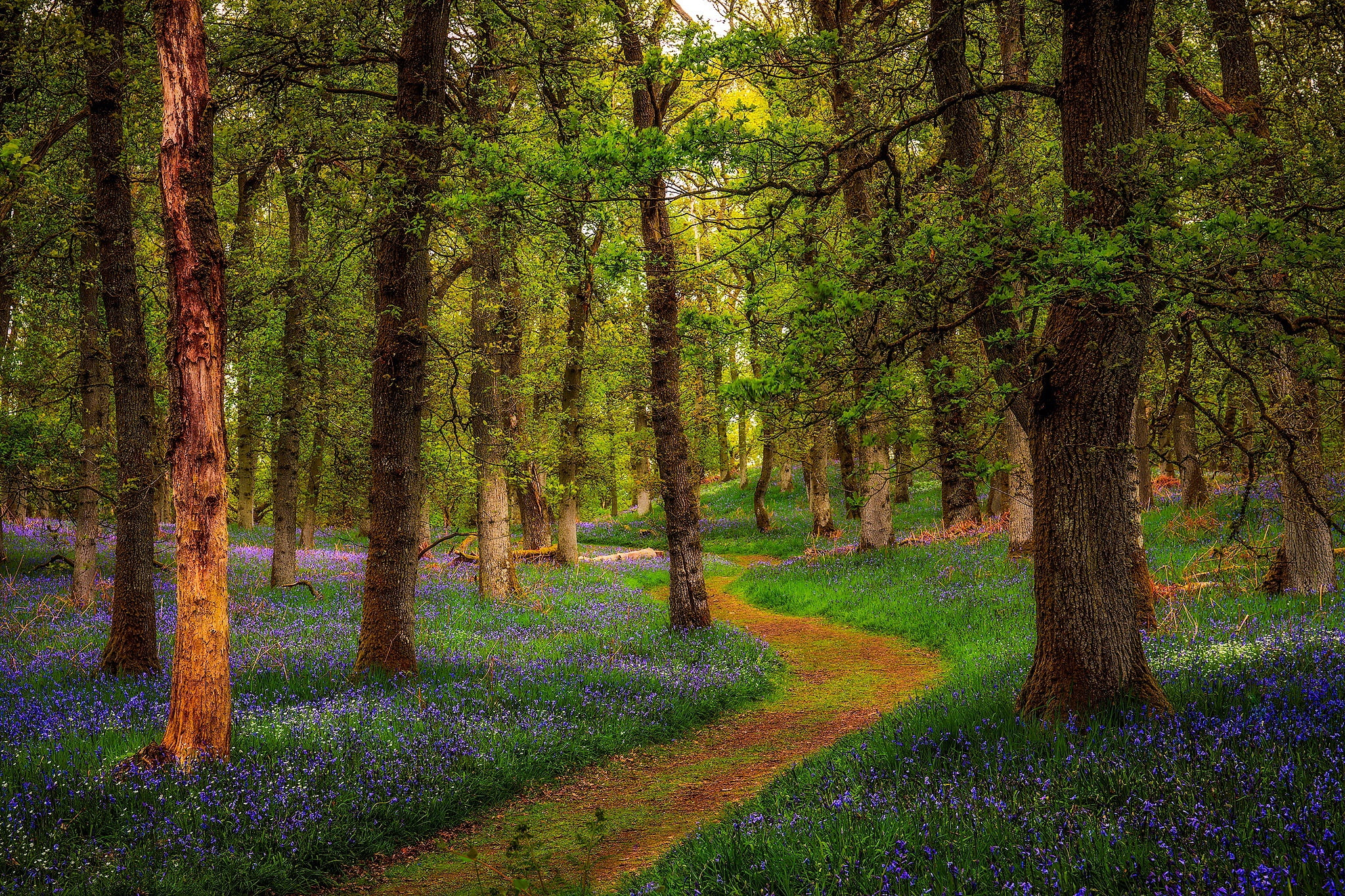 1080P, forest, Bluebell Woods, Perthshire, Scotland, HD Wallpaper