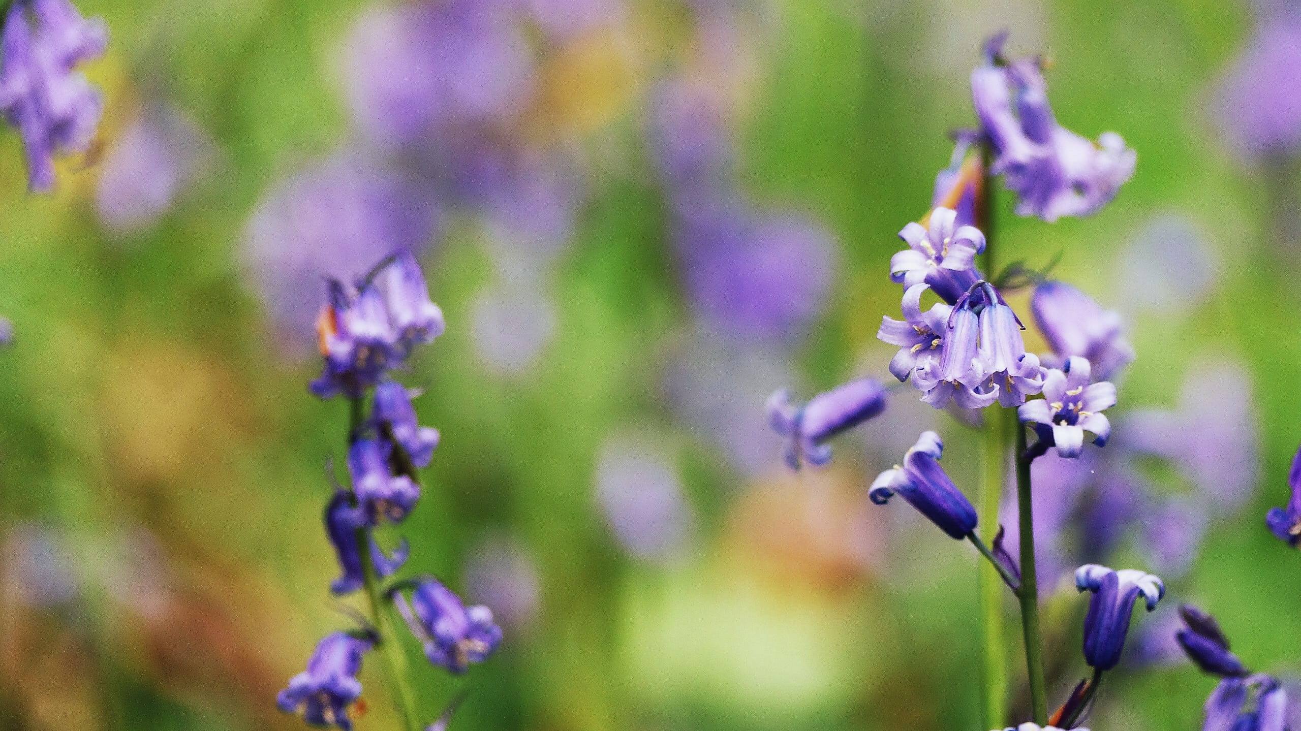 flowering plant, lavender, green Color, nature, photography, focus on foreground, growth, no People, macro, flower, outdoors, springtime, Bluebell Wood, HD Wallpaper