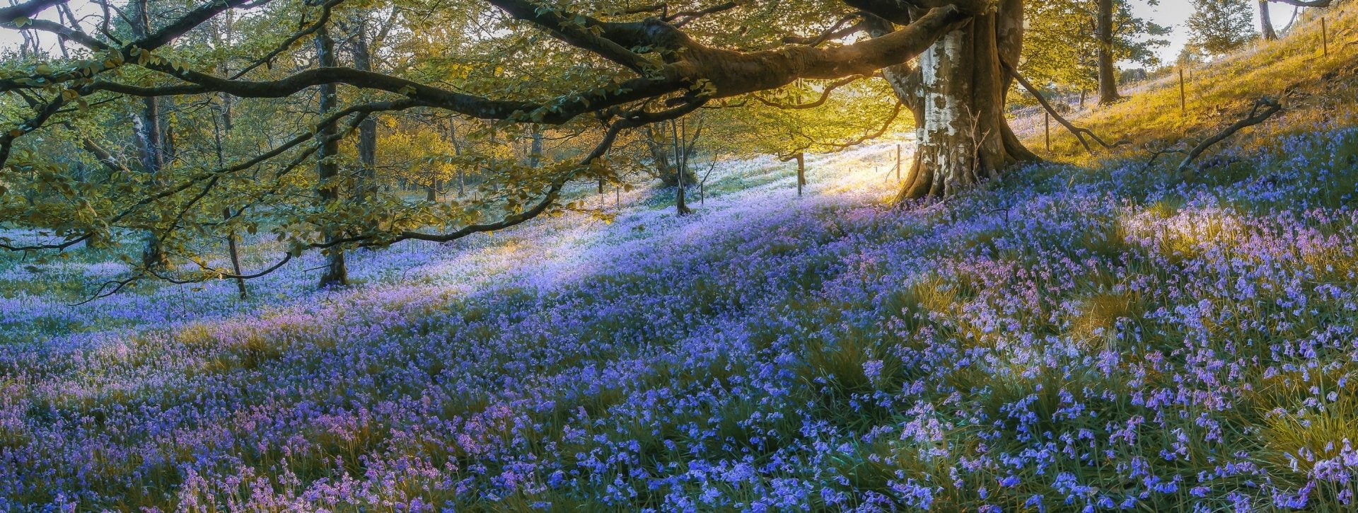 Nature, Blue Falcon, Flowers, Flower, 1080P, Branch, Bluebell, HD Wallpaper