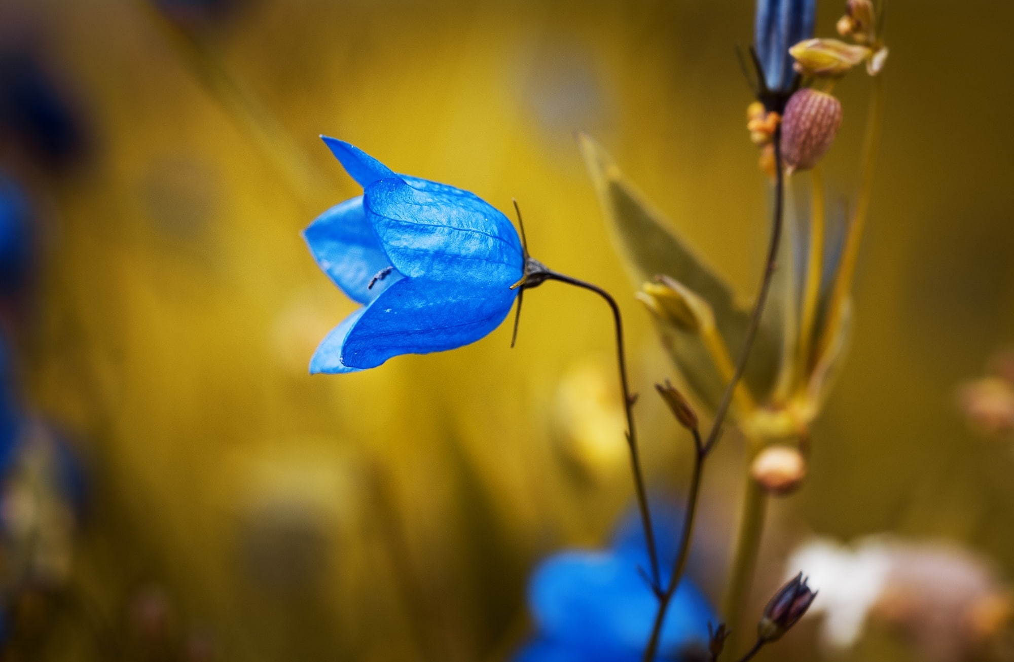 petaled, Macro, 1080P, Blue, flowering plant, Flower, close-up, inflorescence, selective focus, fragility, growth, focus on foreground, petal, Nature, HD Wallpaper