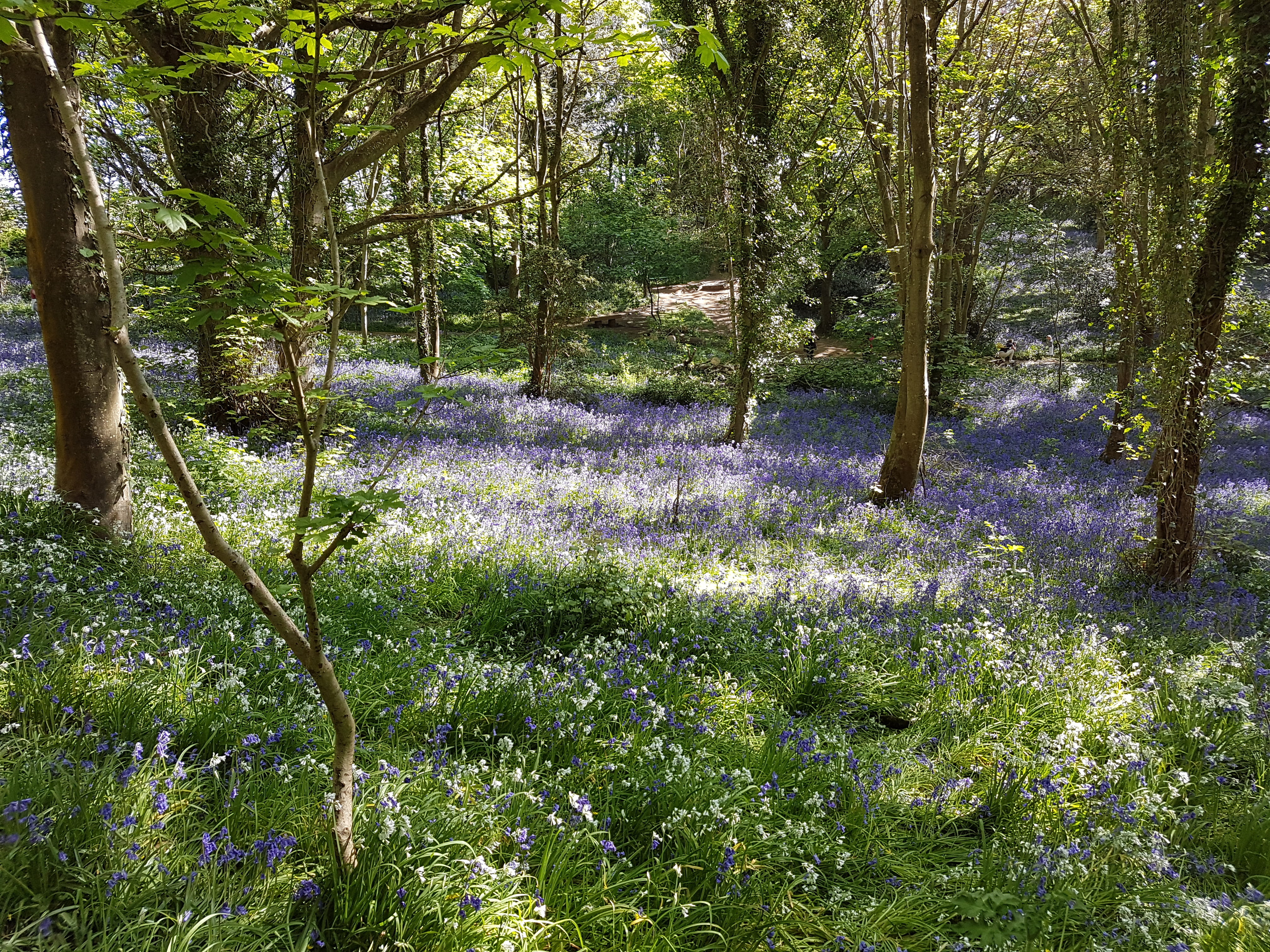 forest, outdoors, trunk, flower, purple, bluebell wood, land, flowering plant, freshness, 4K, woodland, tranquility, plant, guernsey, flowers, growth, HD Wallpaper