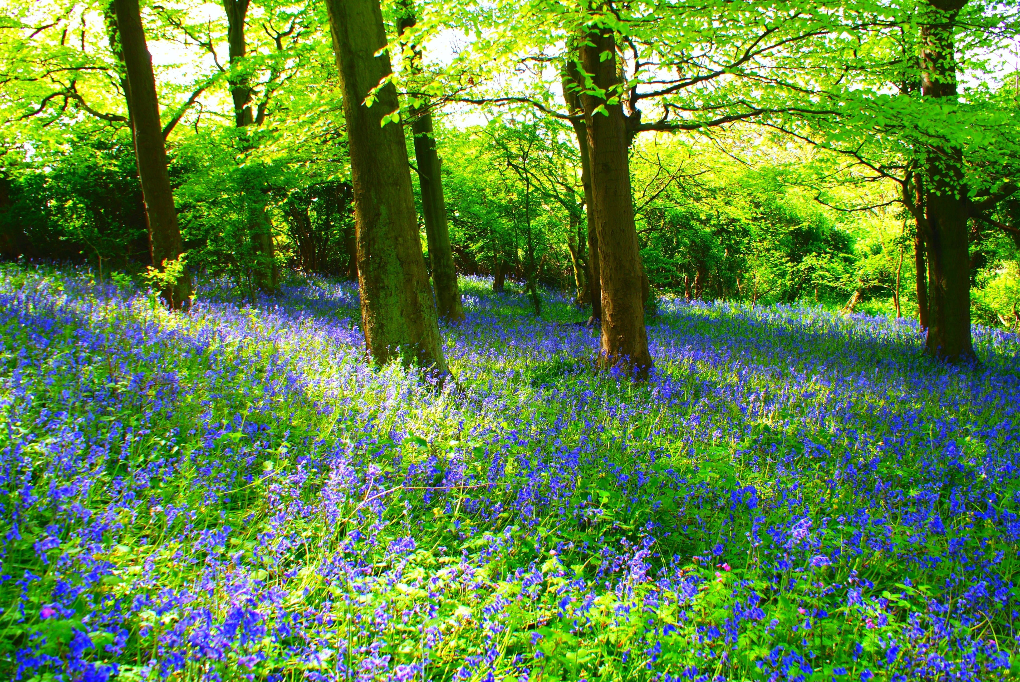 flowers, bristol, sony alpha, tree, green, green Color, flower, Luke, summer, bluebells, springtime, plant, photo, a200, Bluebell, rural Scene, petaled, HD Wallpaper