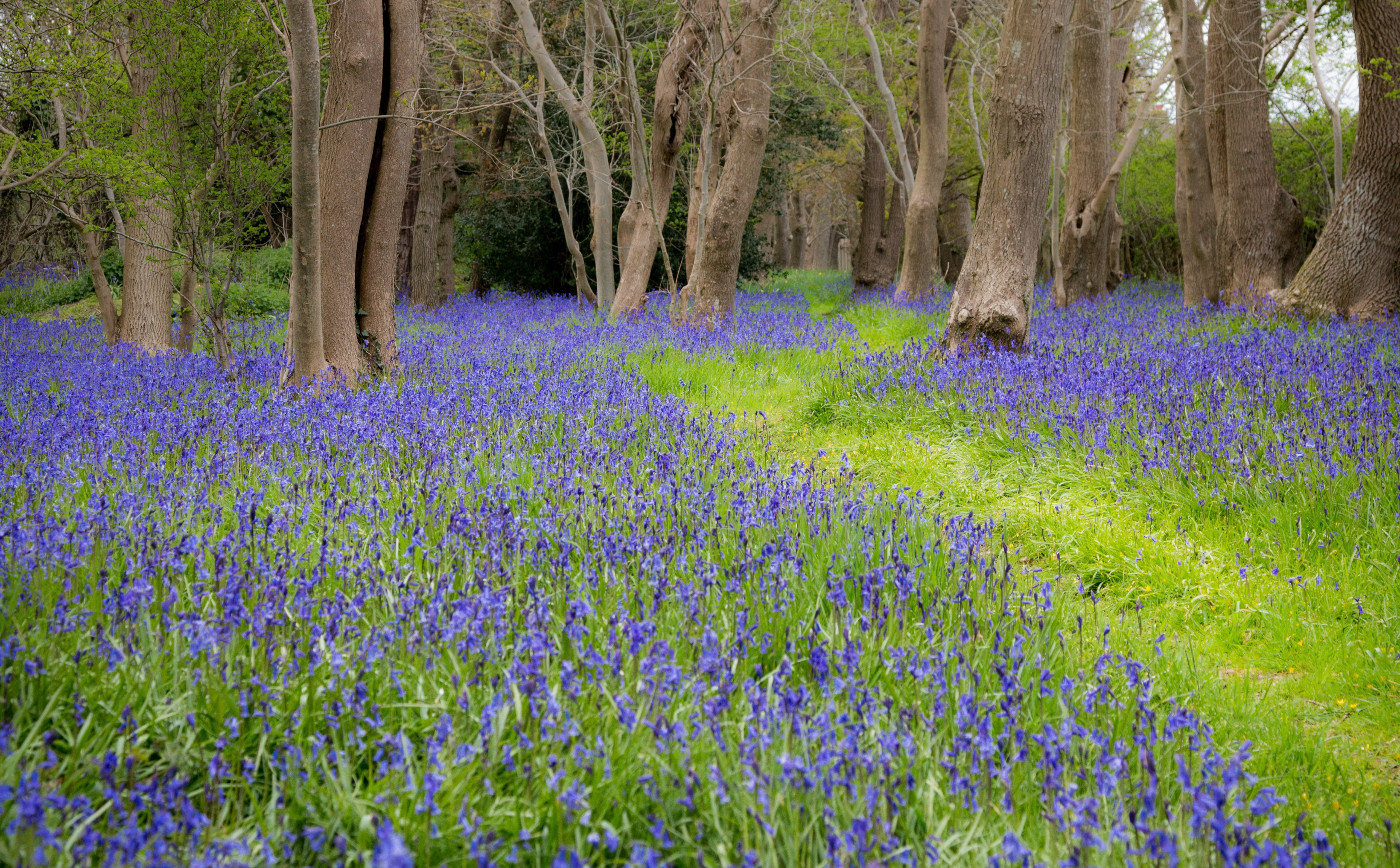 day, hd, flower, nature, outdoors, growth, bluebell, Easter, petaled, mayday, tree trunk, tranquility, flowerbed, Flowers, flowering plant, forest, HD Wallpaper