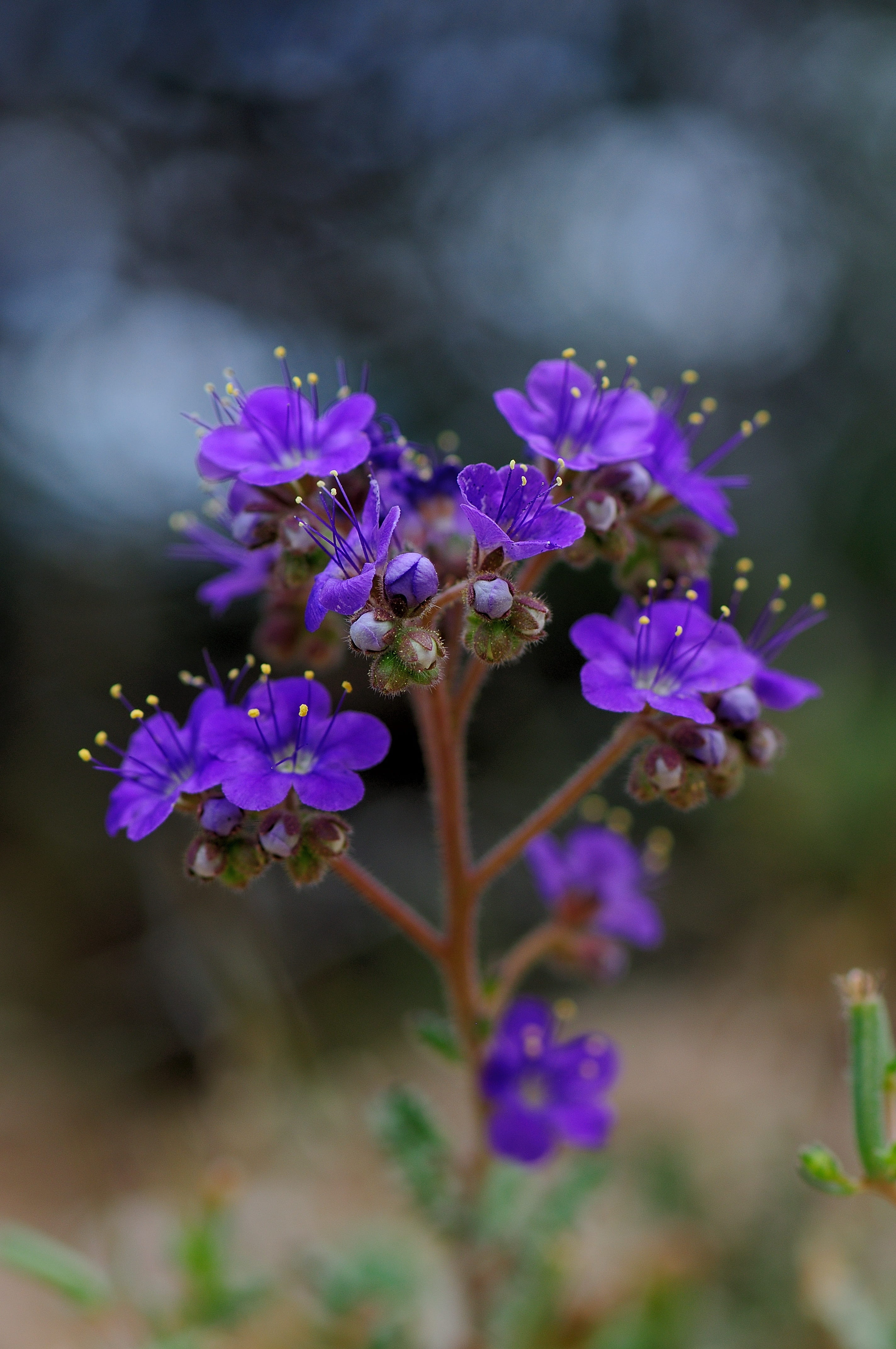 freshness, inflorescence, summer, flower, close-up, botany, day, nature, flower head, flowering plant, beauty in nature, purple, petal, growth, no people, Phone HD Wallpaper