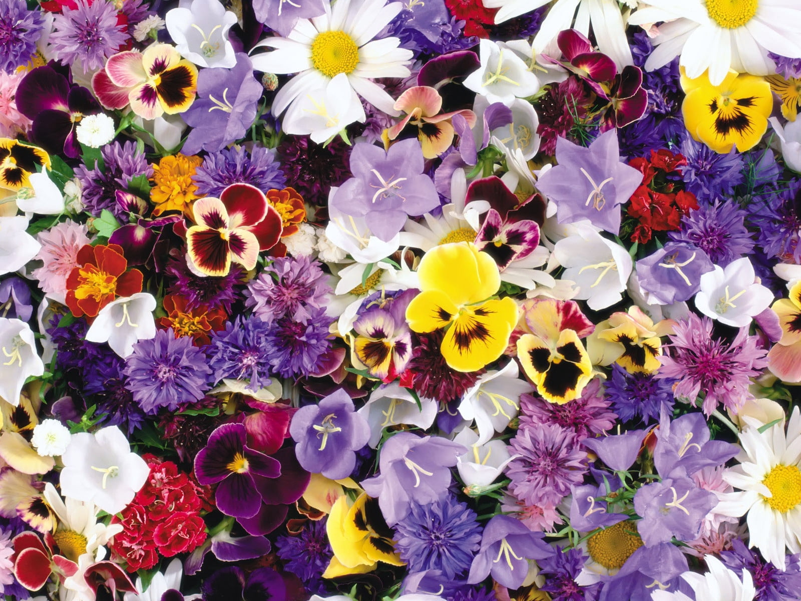 color Image, beauty In Nature, flower arrangement, inflorescence, assorted, freshness, flowerbed, floral Pattern, nature, close-up, flower, 720P, outdoors, HD Wallpaper
