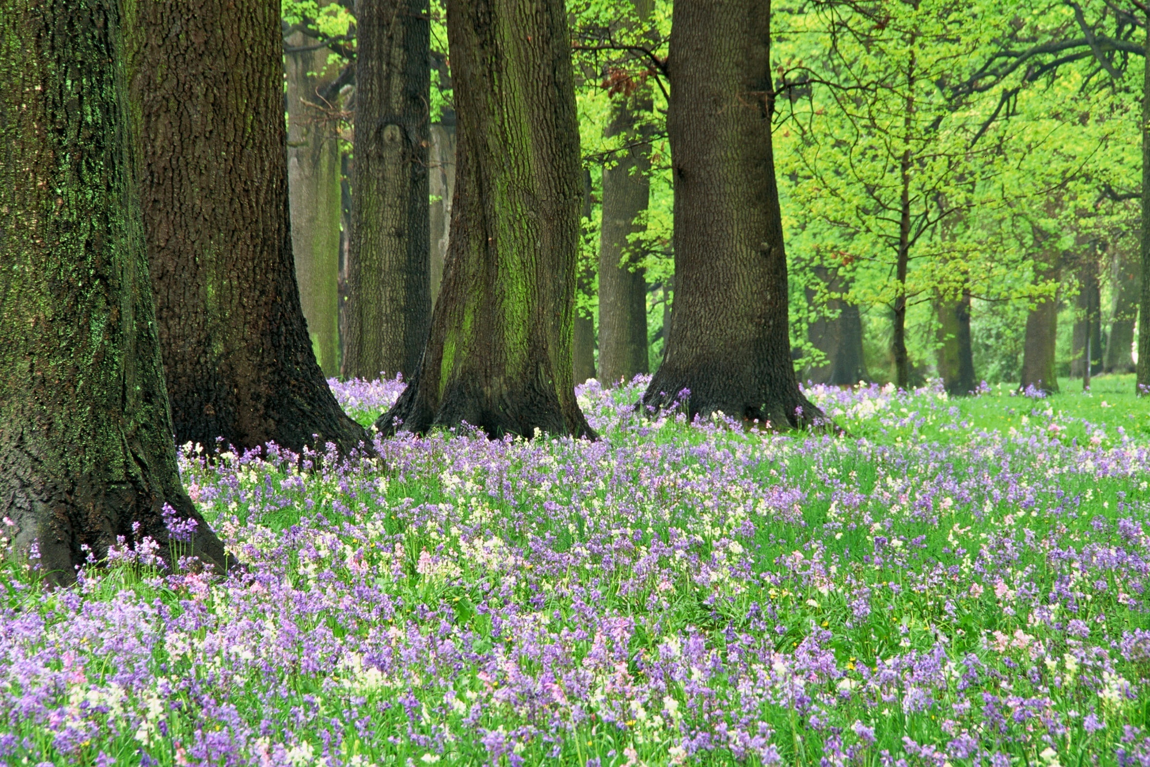 bluebells, green color, flowerbed, forest, woodland, beauty in nature, hagley park, flower, day, plant, flowering plant, pink color, tree trunk, growth, HD Wallpaper