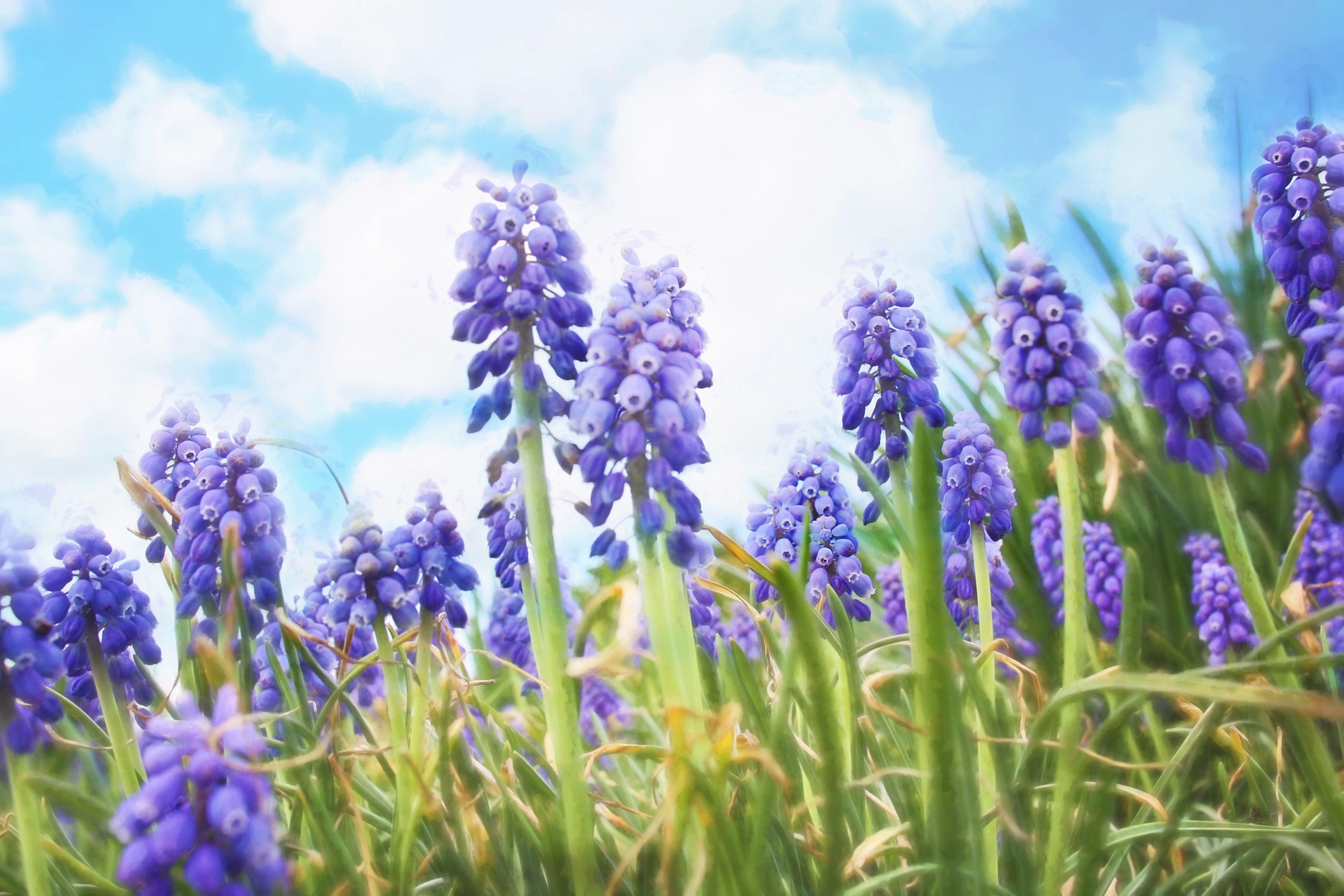 beauty in nature, close-up, day, bluebells, sky, lavender, nature, flowers, plant, selective focus, land, field, purple, outdoors, flowering plant, flower head, HD Wallpaper
