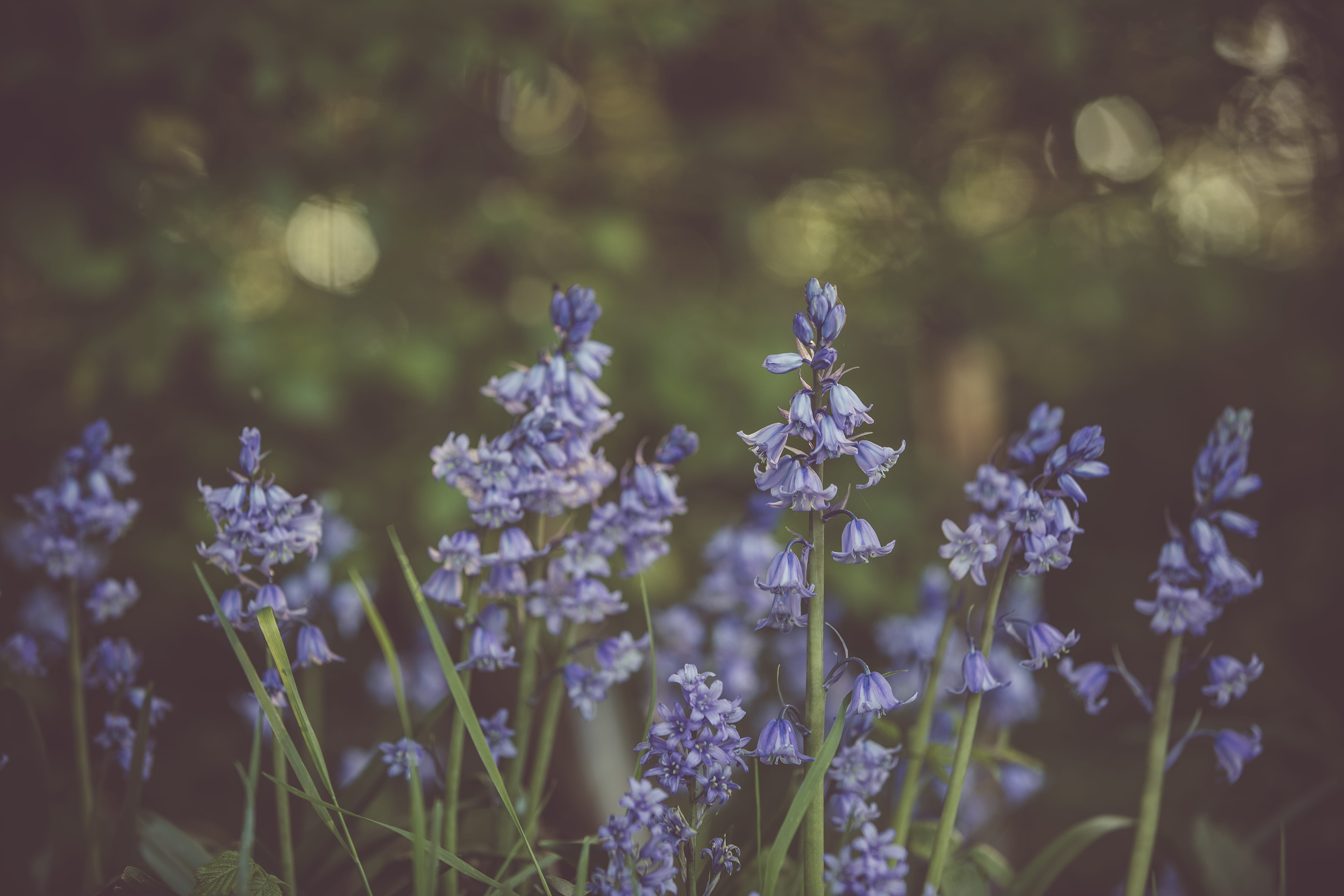 flowering plant, animal wildlife, freshness, petals, growth, focus, close-up, plant, day, purple, bluebell, flower head, 5K, garden, selective, pollination, HD Wallpaper