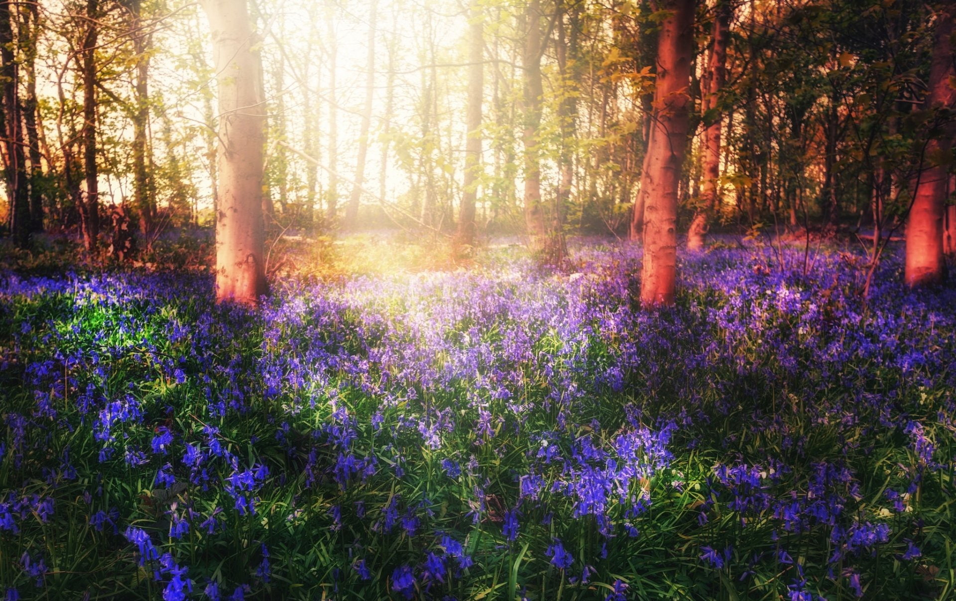 Sunbeam, 1080P, Flowers, Nature, Blue Flower, Flower, Bluebell, HD Wallpaper