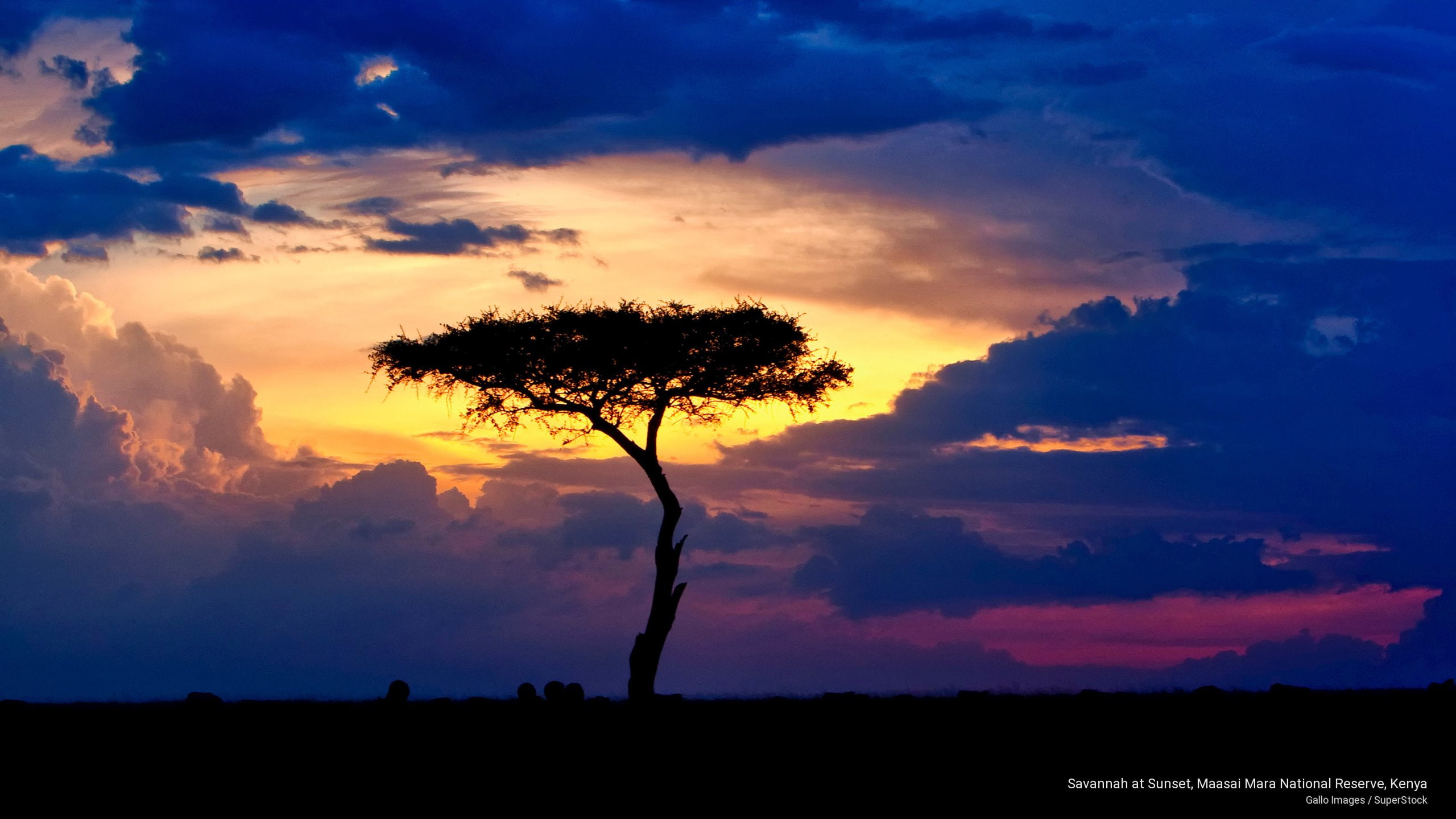 national, 2K, savannah, kenya, reserve, sunset, mara, maasai, Sunrises/Sunsets, HD Wallpaper