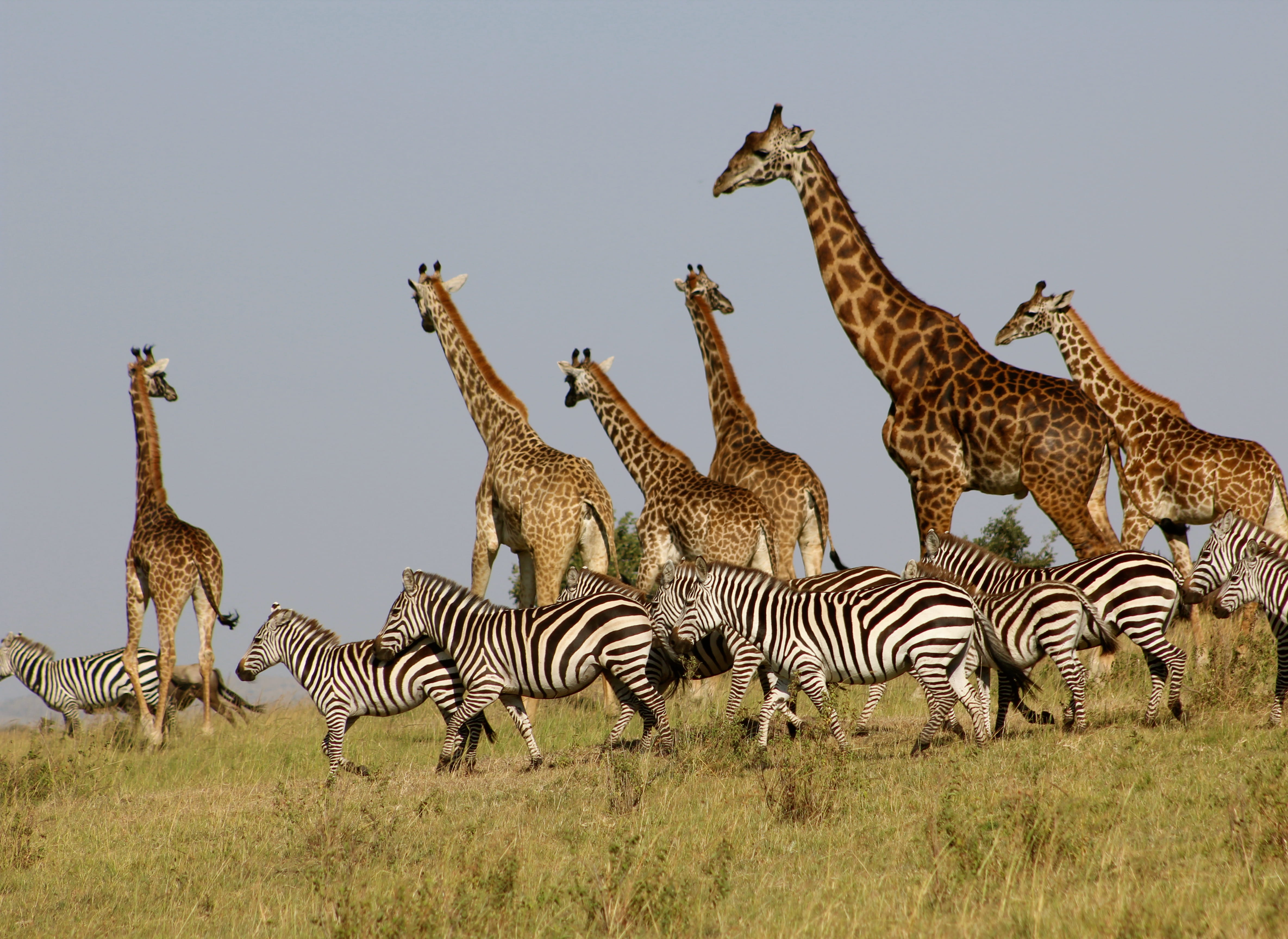mammal, sky, nature, grassland, 4K, field, clear sky, maasai mara, animal themes, plant, grass, zebra, group of animals, giraffes, savanna, animal markings, HD Wallpaper