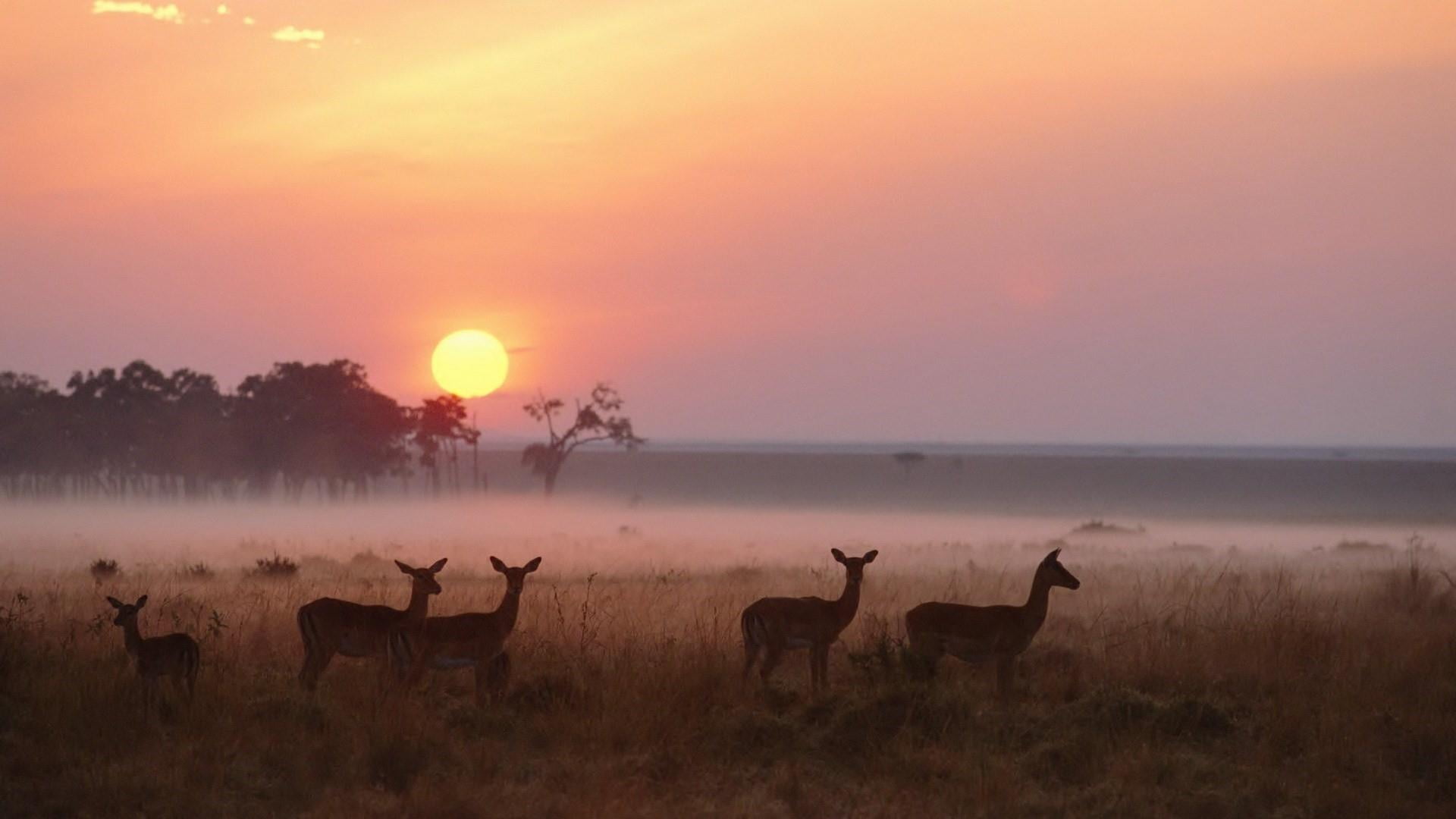 nature, group of animals, sunset, grassland, game reserve, 1080P, game, herbivorous, beauty in nature, dawn, savanna, environment, orange sky, vertebrate, HD Wallpaper