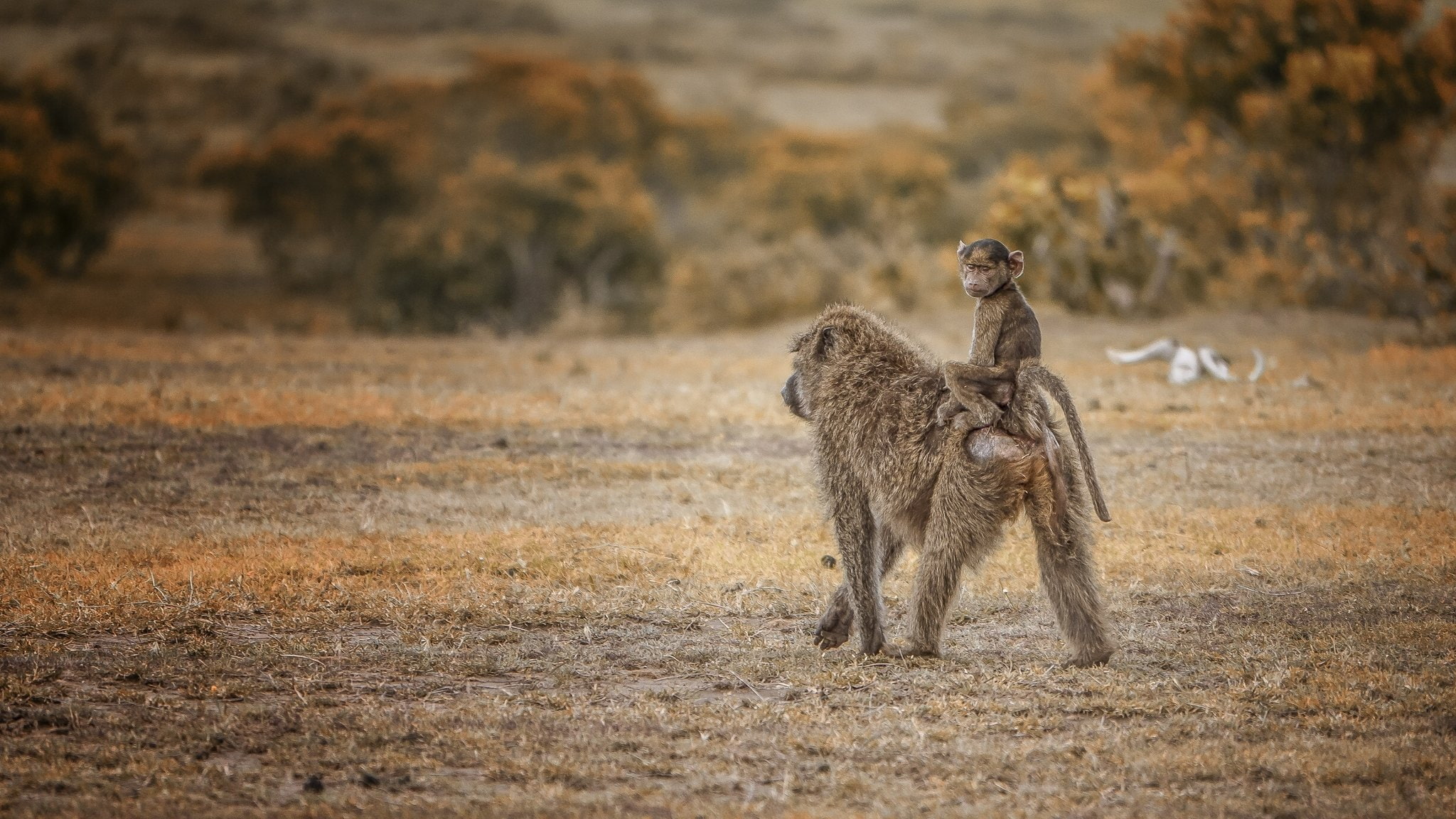 taxi, 1080P, outdoors, Mara, two animals, safari, Pavian, nature, animal wildlife, group of animals, tourism, animals, kenya, travel, travel destinations, HD Wallpaper