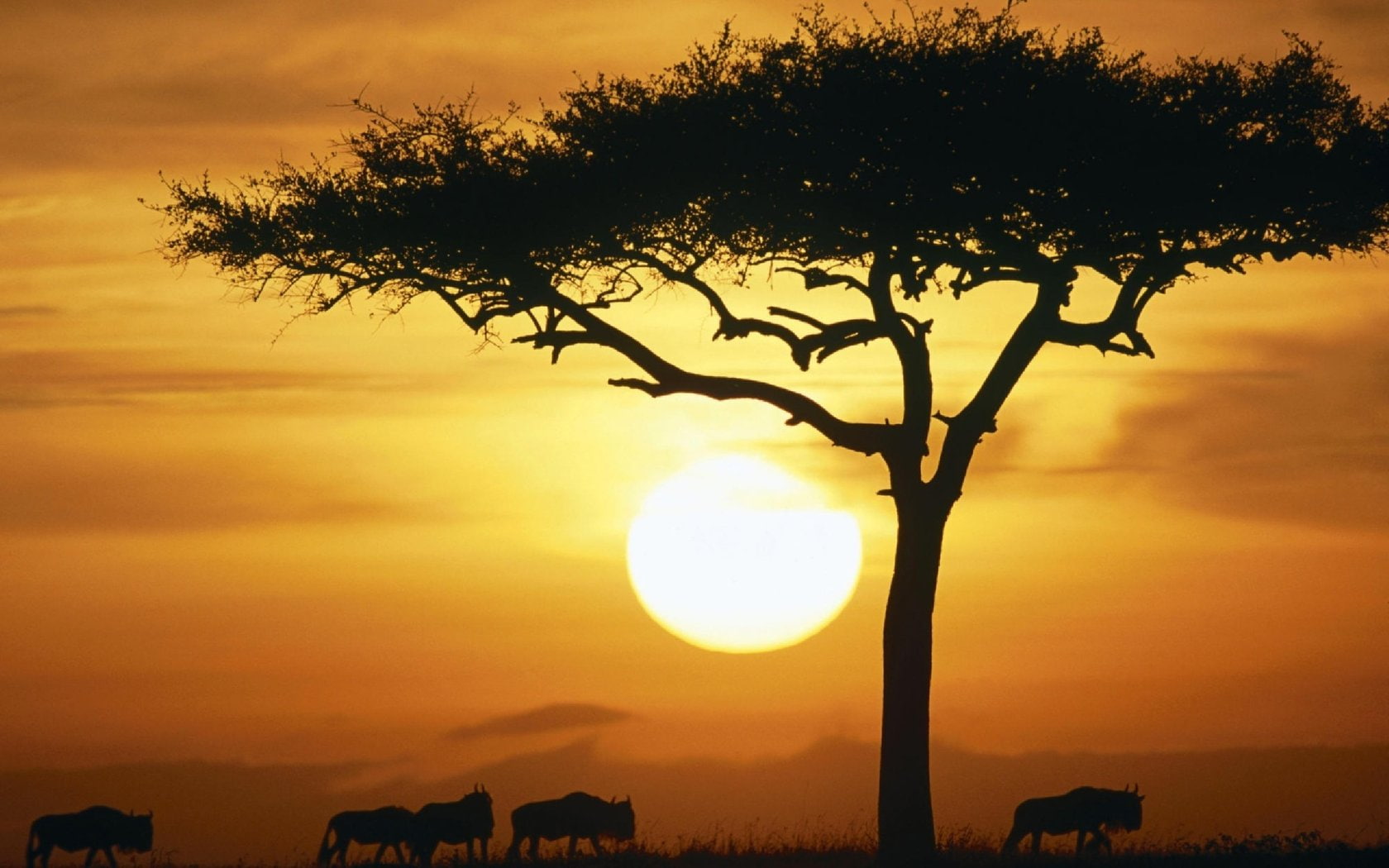 Animals, maasai, sunset, buffalos, Buffalo, mara, 720P, HD Wallpaper