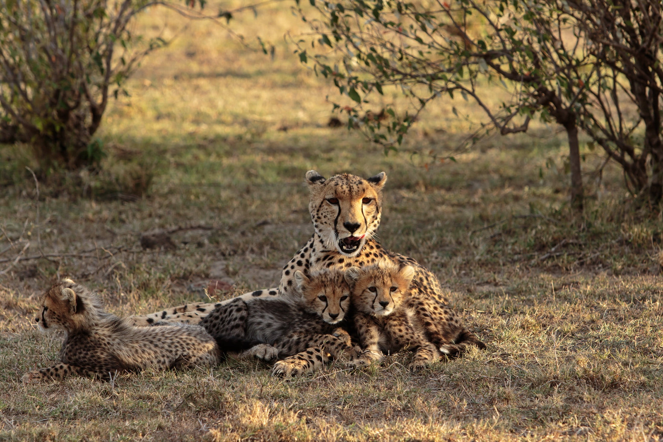 Kenia, The Maasai Mara, Cheetah with cubs, 1080P, HD Wallpaper