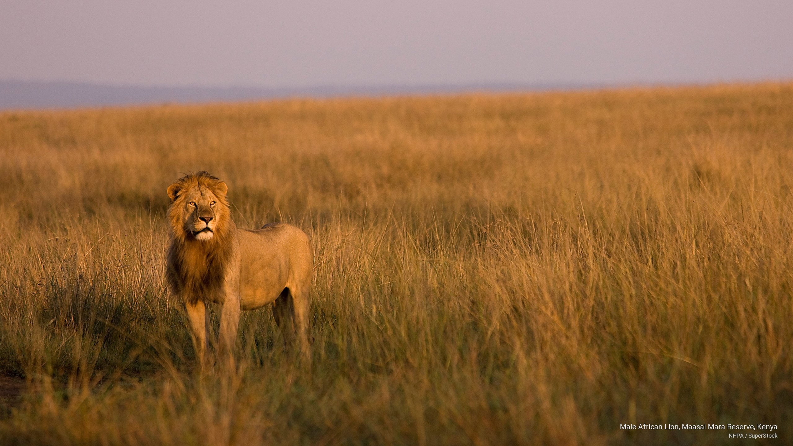 reserve, kenya, Animals, 2K, maasai, lion, african, male, mara, HD Wallpaper
