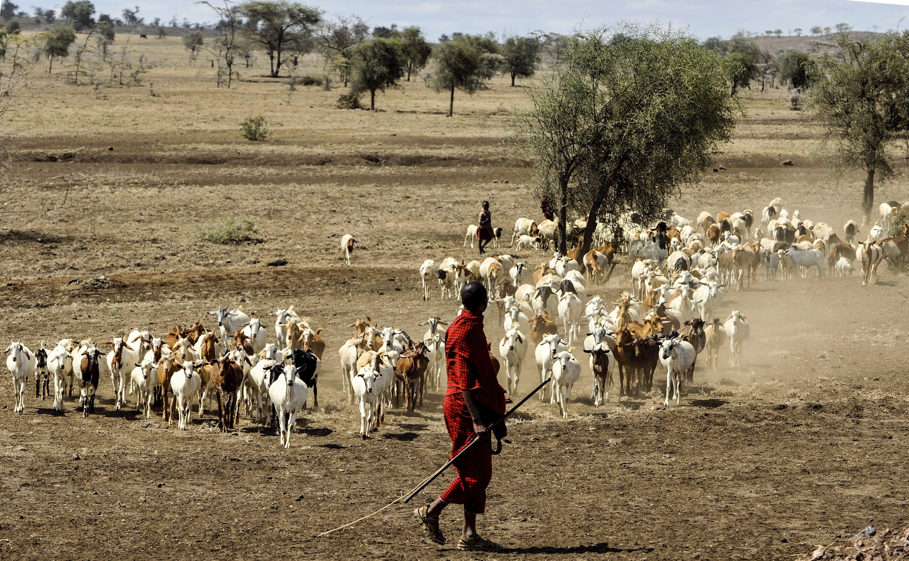 mammal, farmer, Goats, large group of people, men, large group of animals, near, nature, pets, 2K, eric dietrich, group of animals, walking, livestock, HD Wallpaper