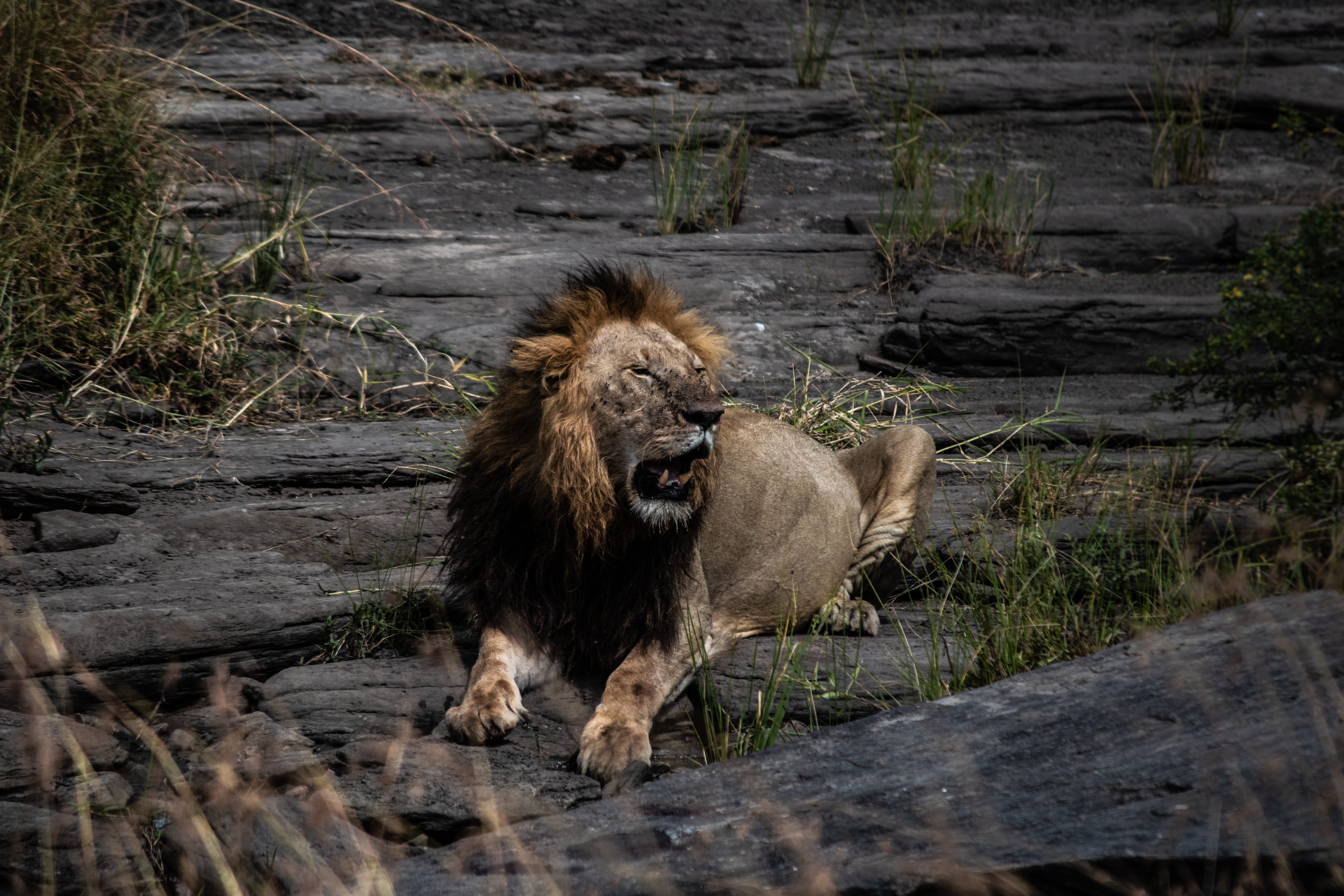 animal wildlife, pets, animals in the wild, plant, animal, animal themes, maasai mara national park, kenya, roar, adult, roaring, wild, safari, big cat, HD Wallpaper
