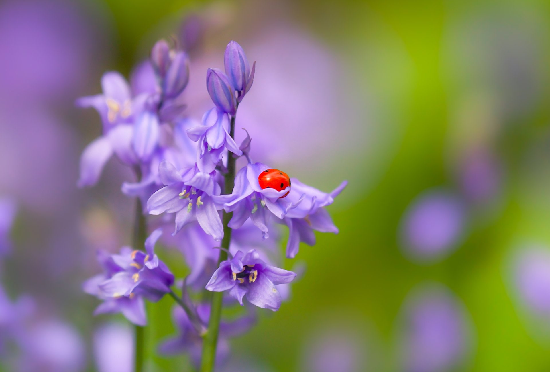 Animal, Purple Flower, Flower, Nature, 1080P, Bluebell, Insect, Blur, Ladybug, HD Wallpaper
