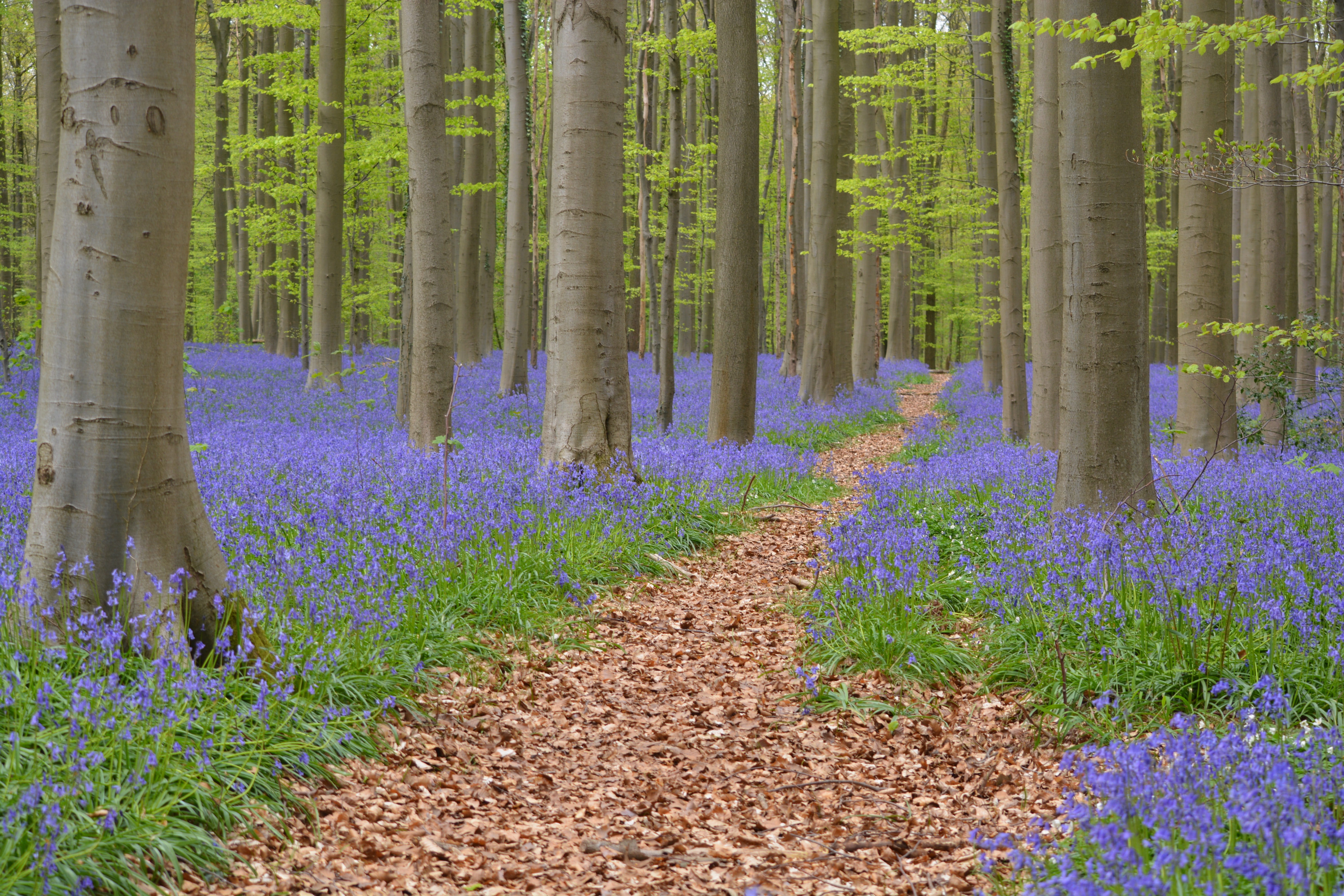 colors, bluebell, tree, flowerbed, field, forest, tranquility, flowers, tranquil scene, tree trunk, springtime, 5K, scenics - nature, no people, trunk, HD Wallpaper
