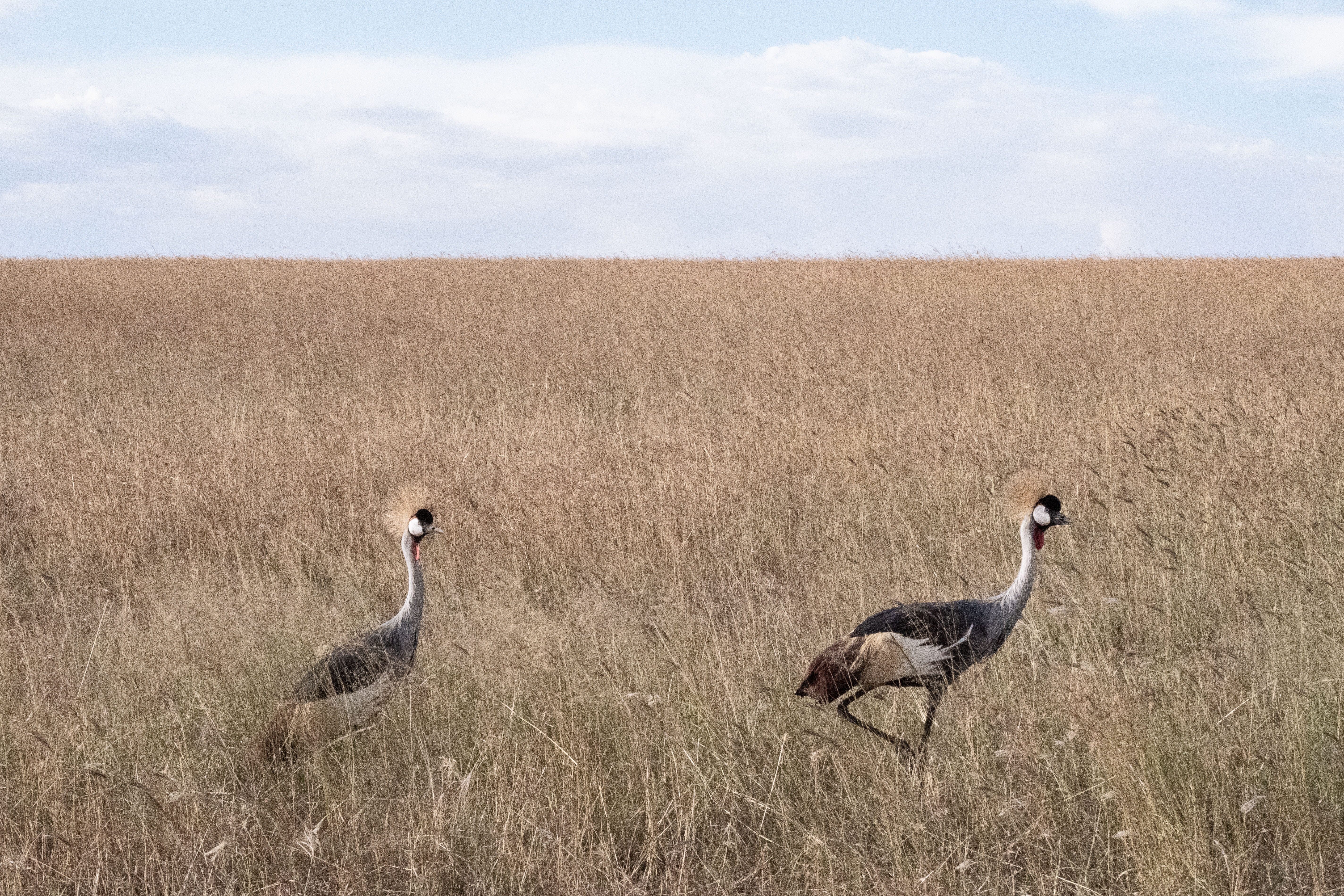 field, environment, grass, kenya, day, land, group of animals, cloud - sky, maasai mara, sky, mammal, safari, animal themes, savannah, grassland, profile view, HD Wallpaper
