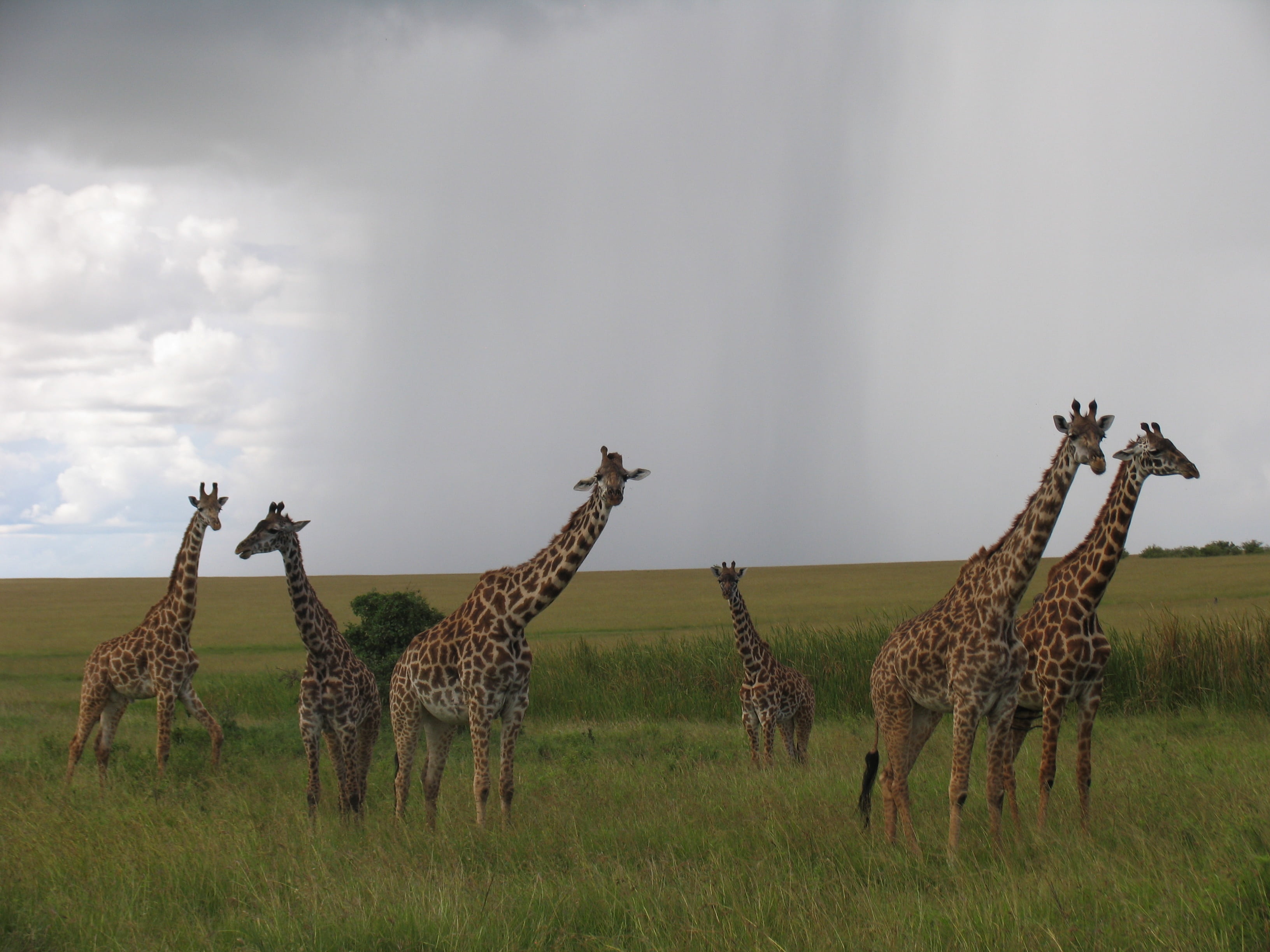 two animals, sky, animal family, standing, day, no people, grass, outdoors, cloud - sky, animal wildlife, environment, safari, walking, landscape, giraffe, HD Wallpaper