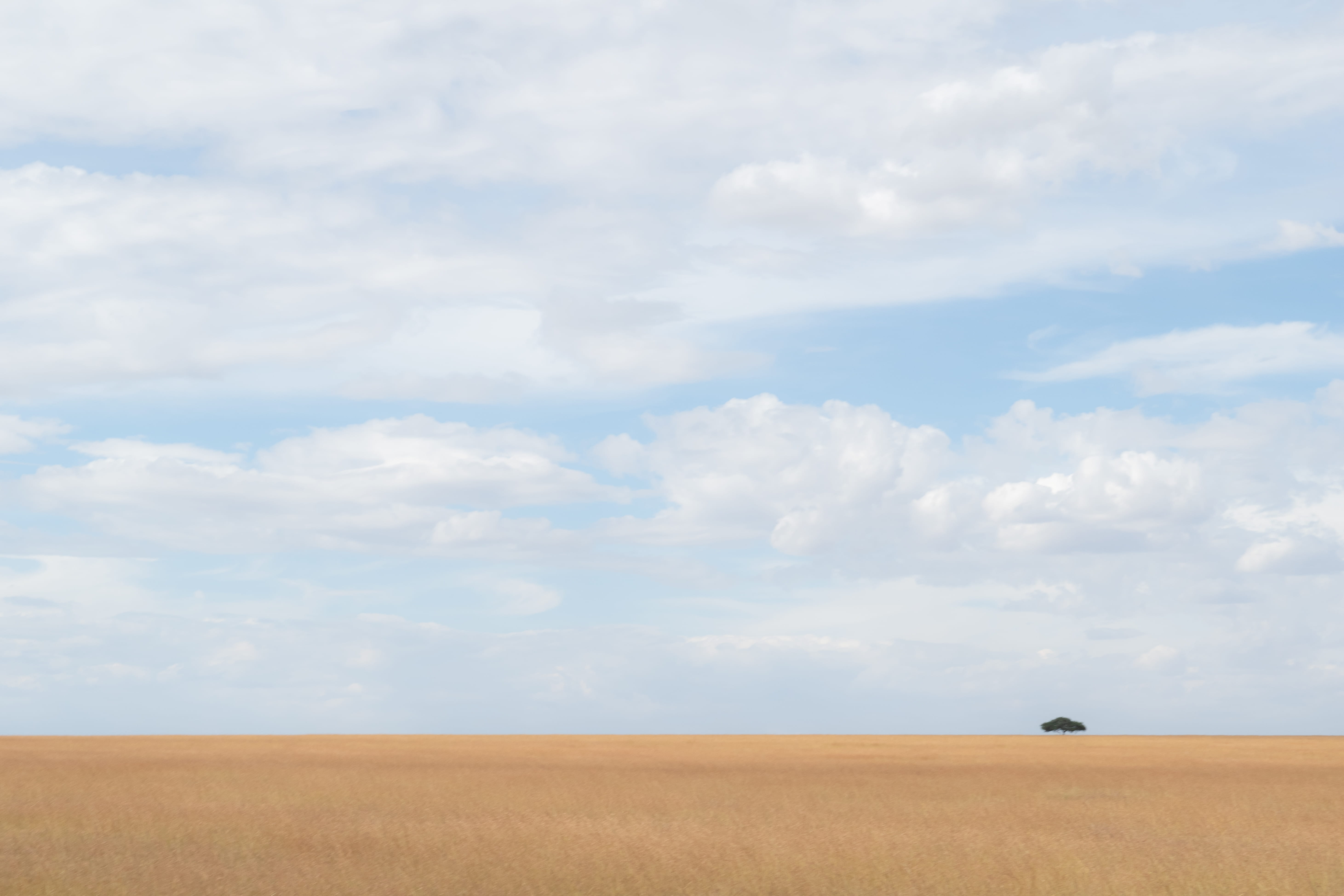 agriculture, field, maasai mara, panoramic, tranquility, environment, 5K, scenics - nature, idyllic, africa, sand, landscape, no people, grassland, cloud - sky, HD Wallpaper