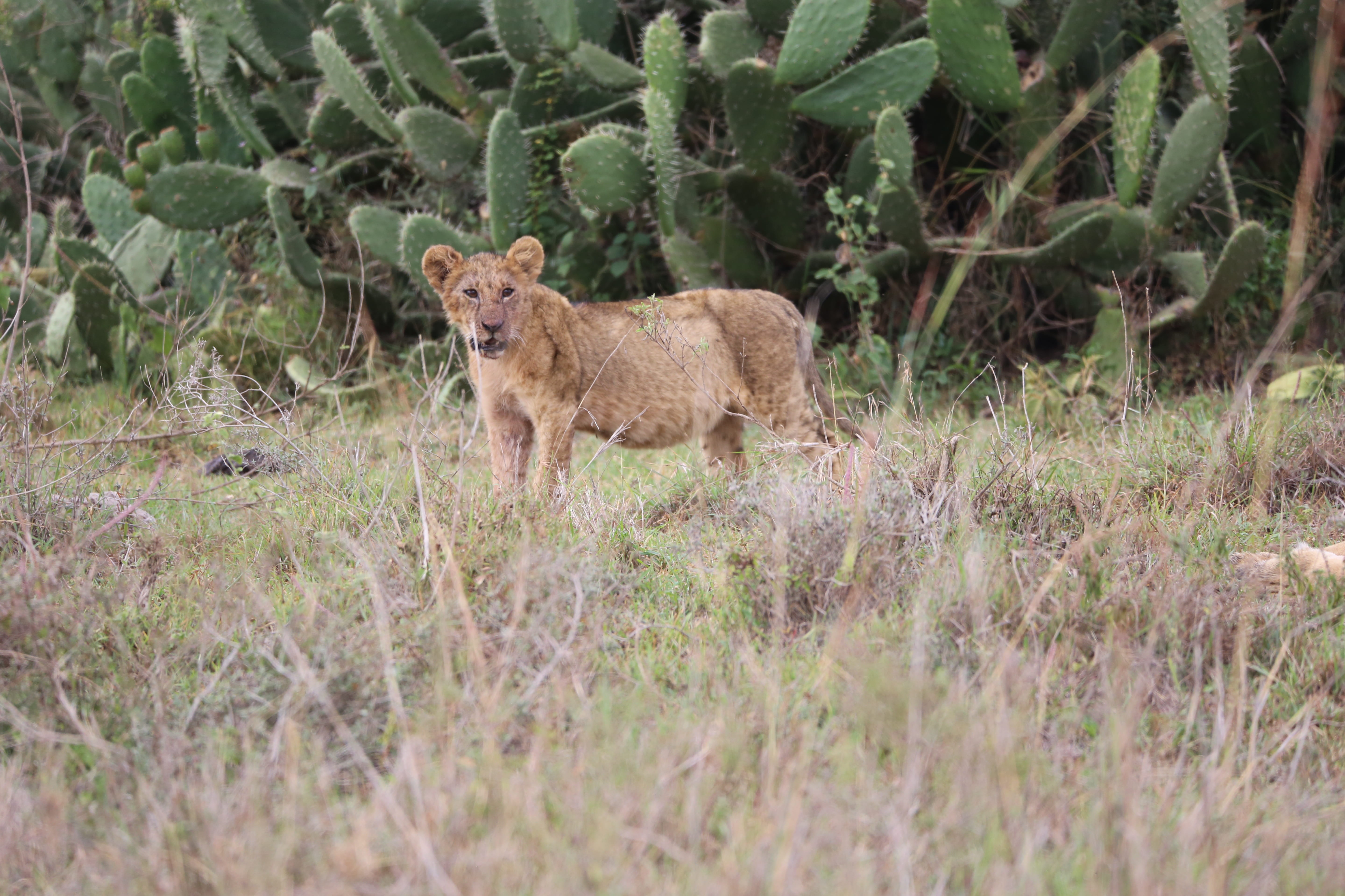 grass, safari, outdoors, plant, portrait, land, field, vertebrate, one animal, looking at camera, lion, mammal, nature, standing, maasai mara, animal wildlife, HD Wallpaper