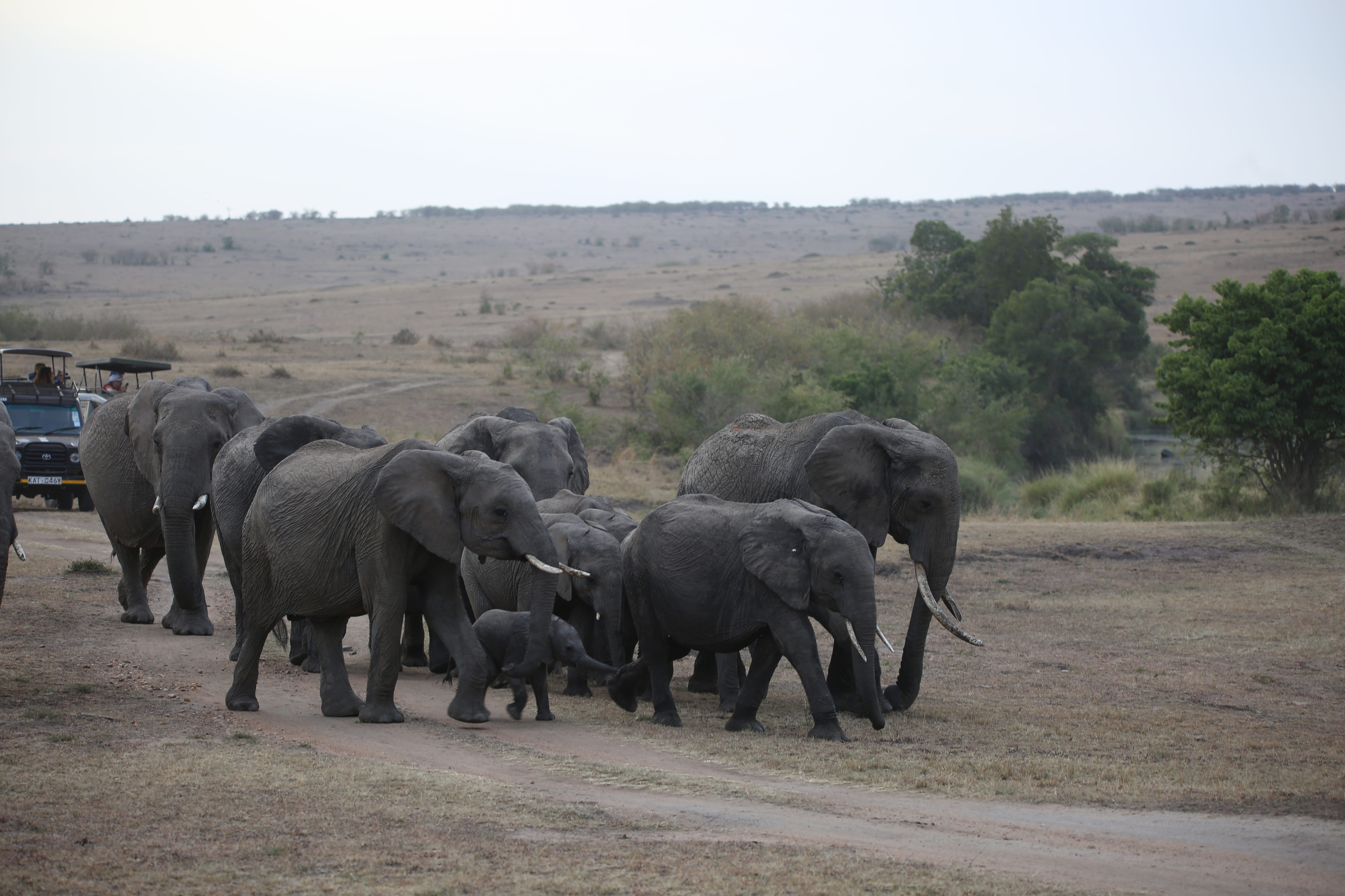 african elephant, animal family, animal, herd, africa, nature, animals in the wild, animal wildlife, animal themes, kenya, safari, outdoors, day, no people, HD Wallpaper