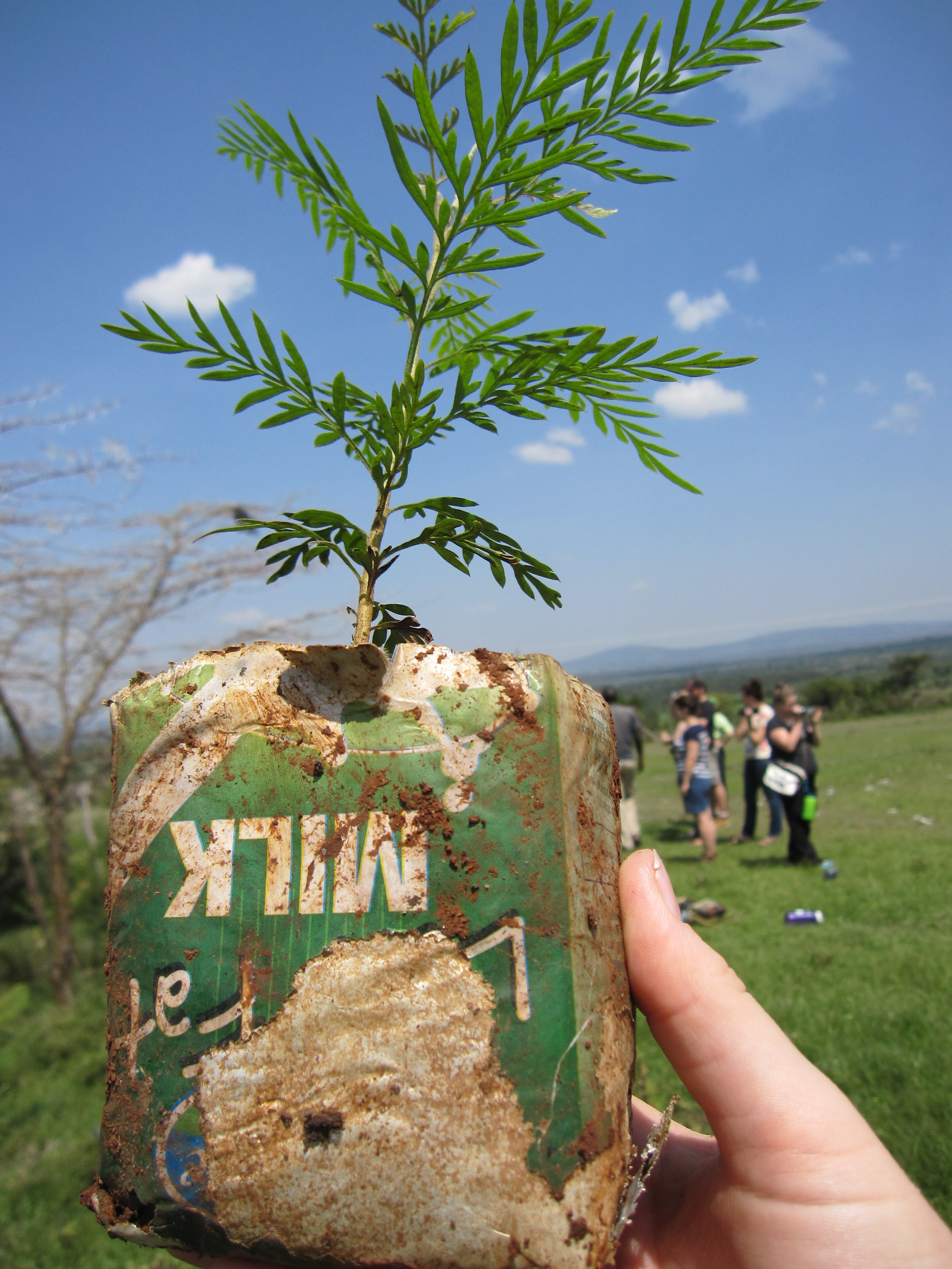 sky, kenya, human hand, nature, green color, plant, holding, maasai, 4K, real people, people, land, day, hand, incidental people, tree planting, growth, Phone HD Wallpaper