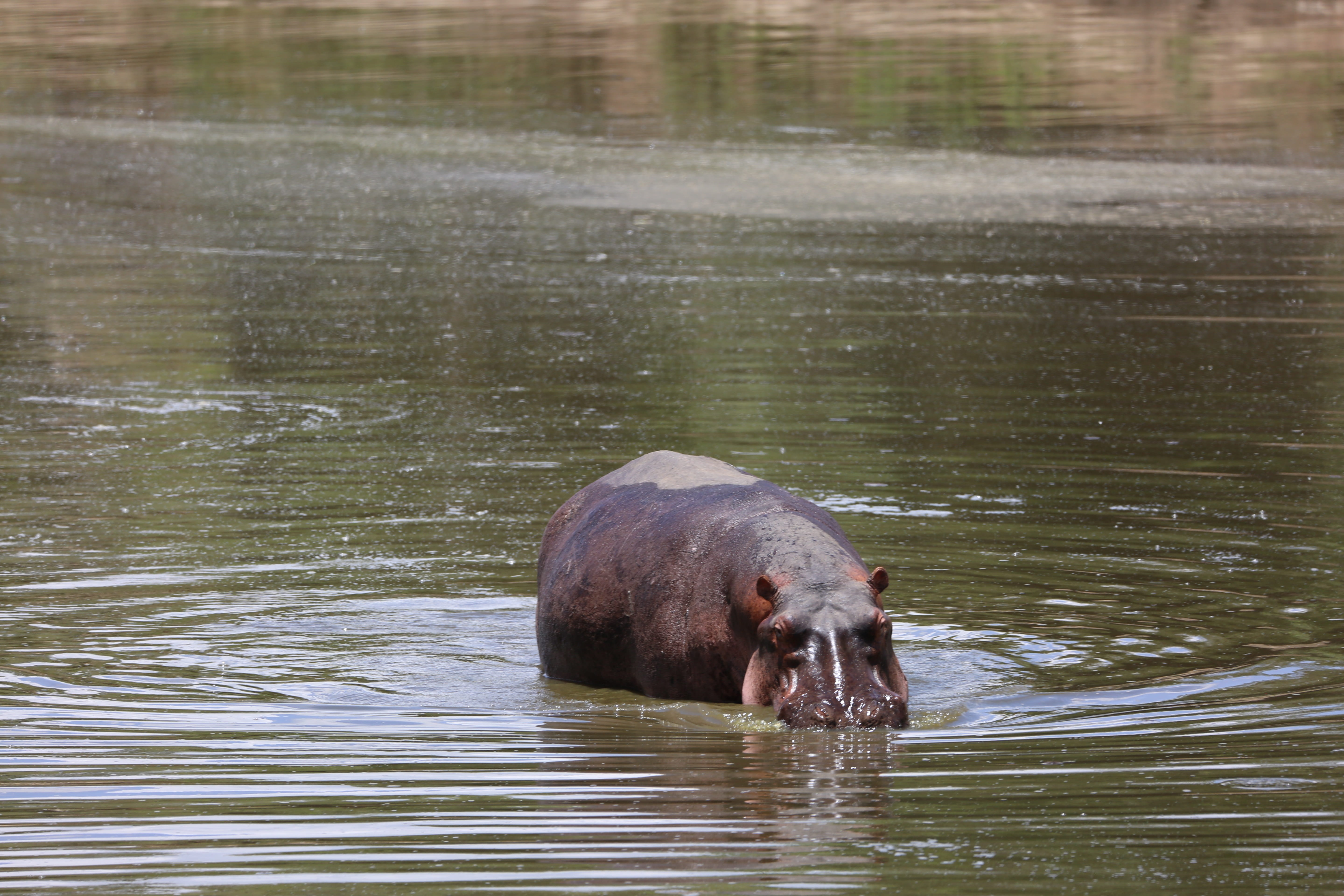 hippopotamus, kenya, mouth open, vertebrate, animals in the wild, 5K, maasai mara, animal, nature, wildlife, herbivorous, day, mammal, animal body part, HD Wallpaper