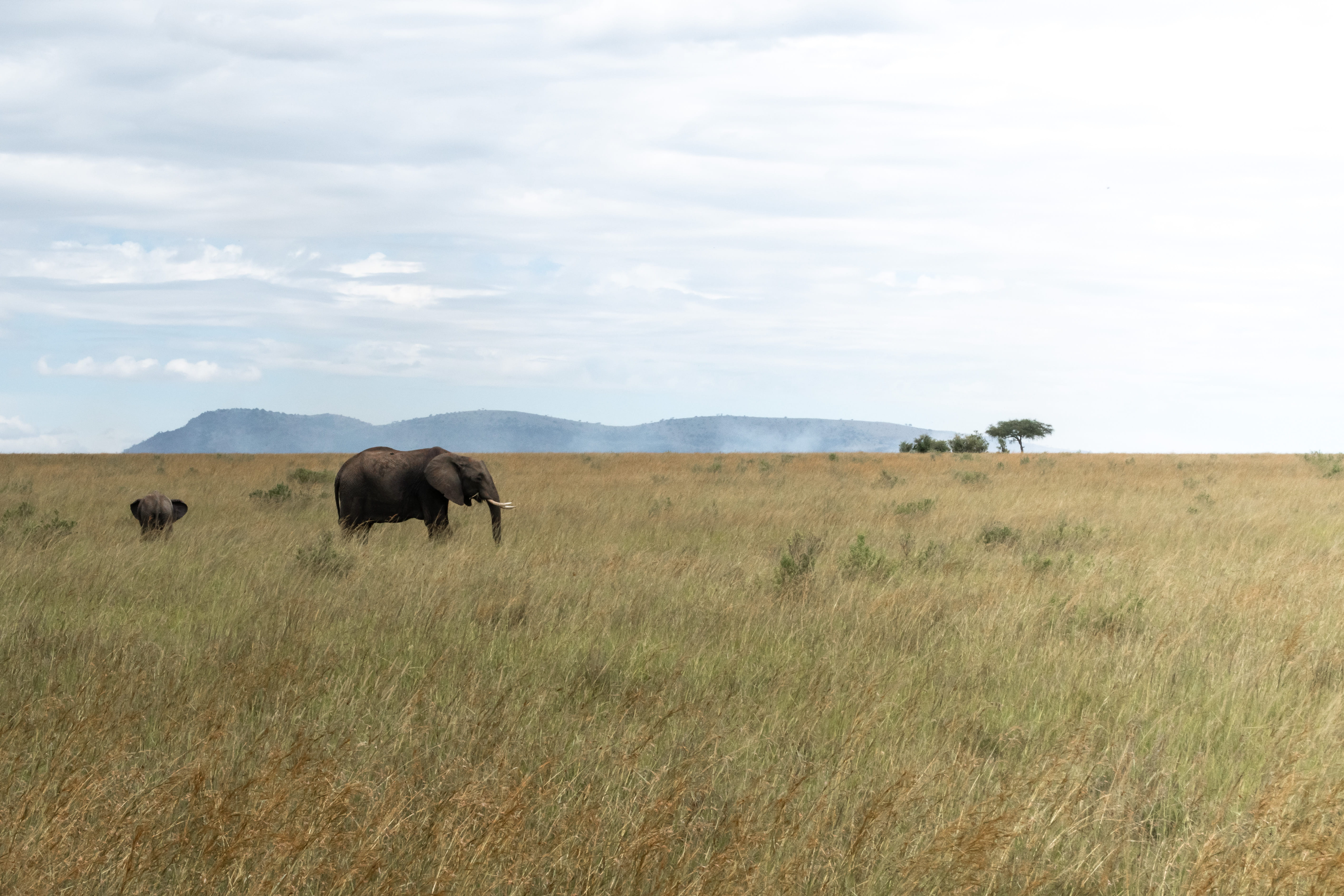 land, buffalo, herbivorous, animals in the wild, animal, animal wildlife, wildlife, savannah, cloud - sky, cattle, animal family, safari, sky, landscape, HD Wallpaper