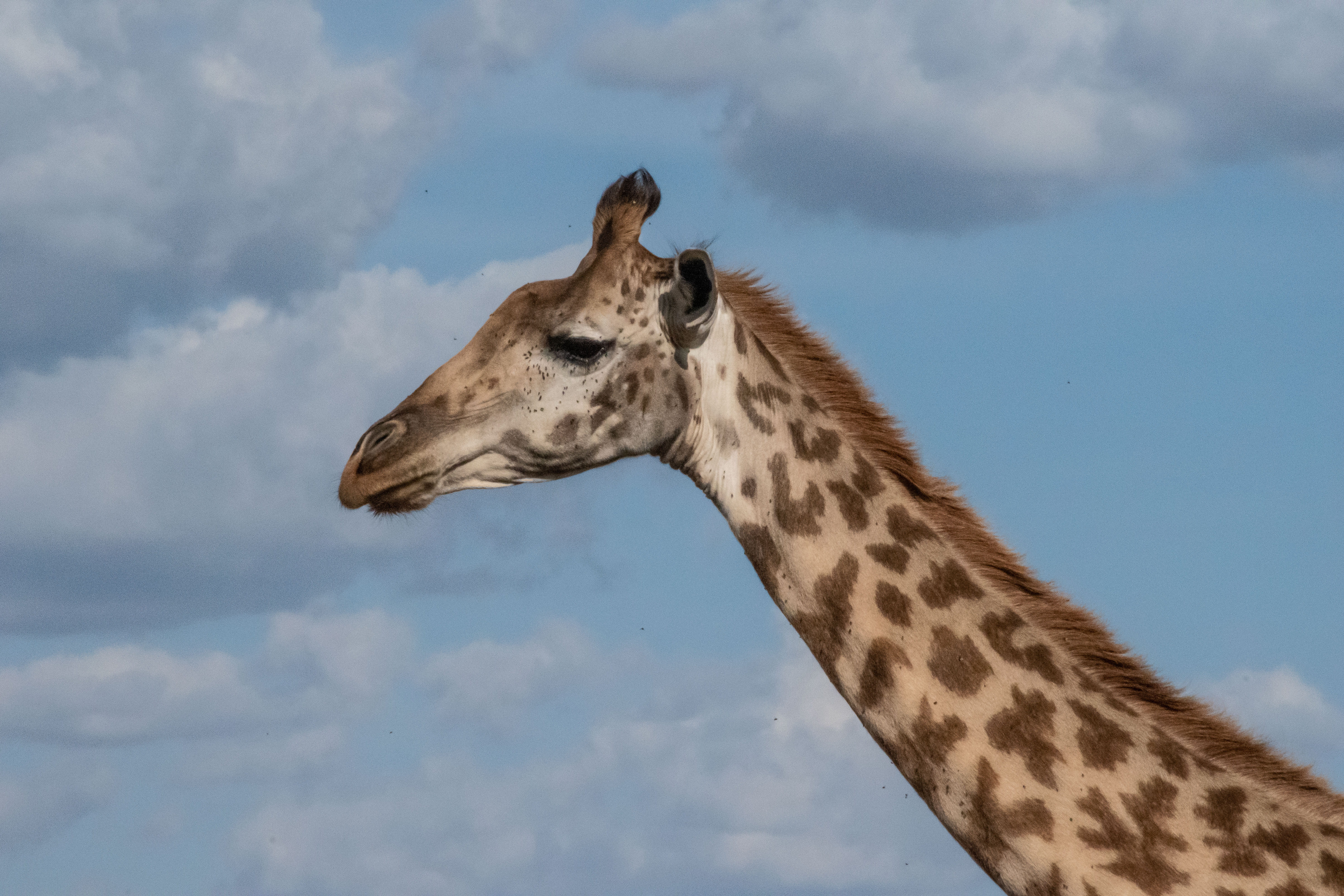 cloud - sky, no people, giraffe, vertebrate, profile view, reserve, animal body part, warthog, hyena, yellow, nature, safari, africa, animal themes, wildlife, HD Wallpaper