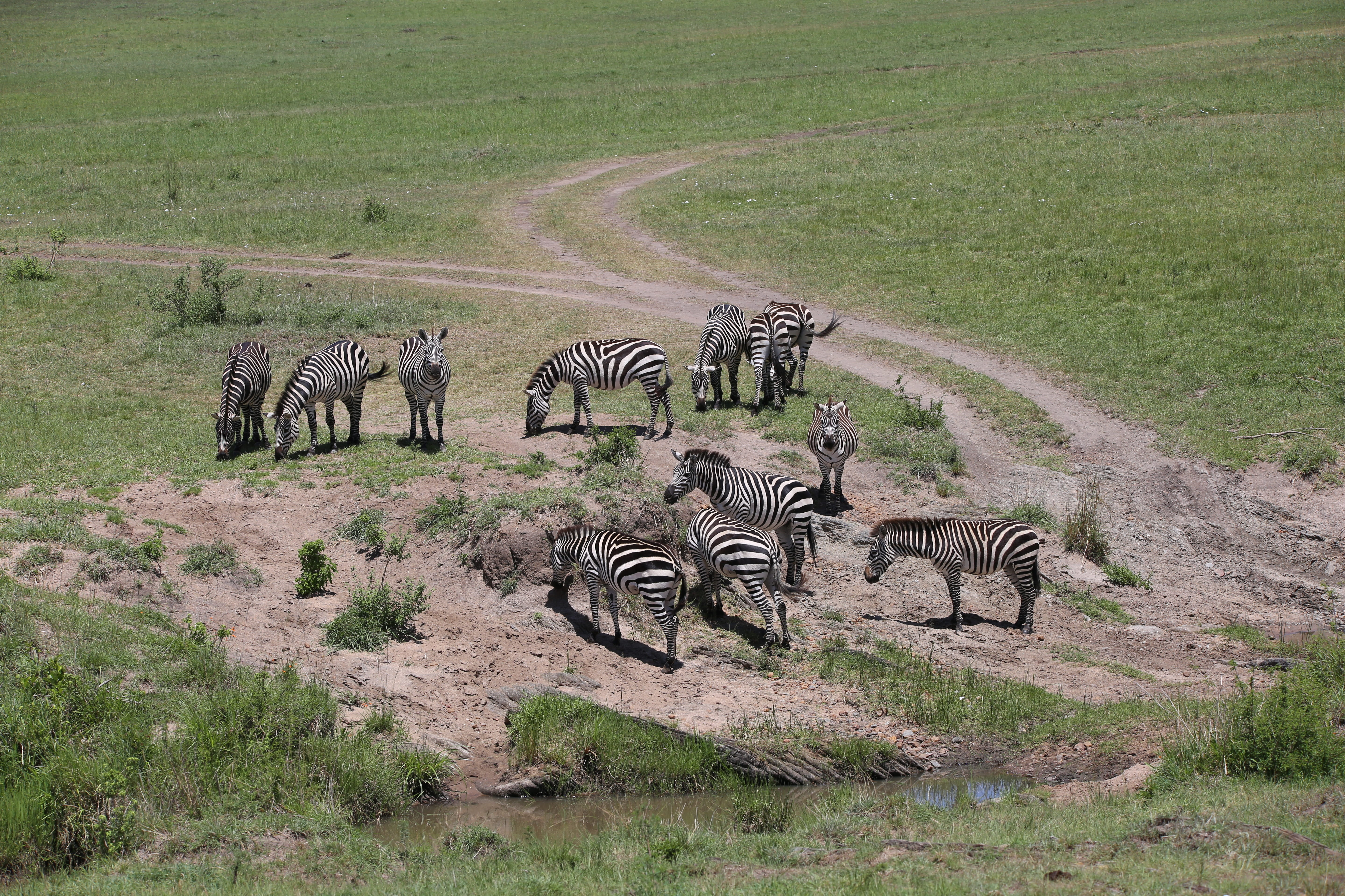 animal wildlife, zebra, group of animals, grass, nature, striped, safari, 5K, africa, animal themes, land, wildlife, zebras, mammal, landscape, herbivorous, HD Wallpaper