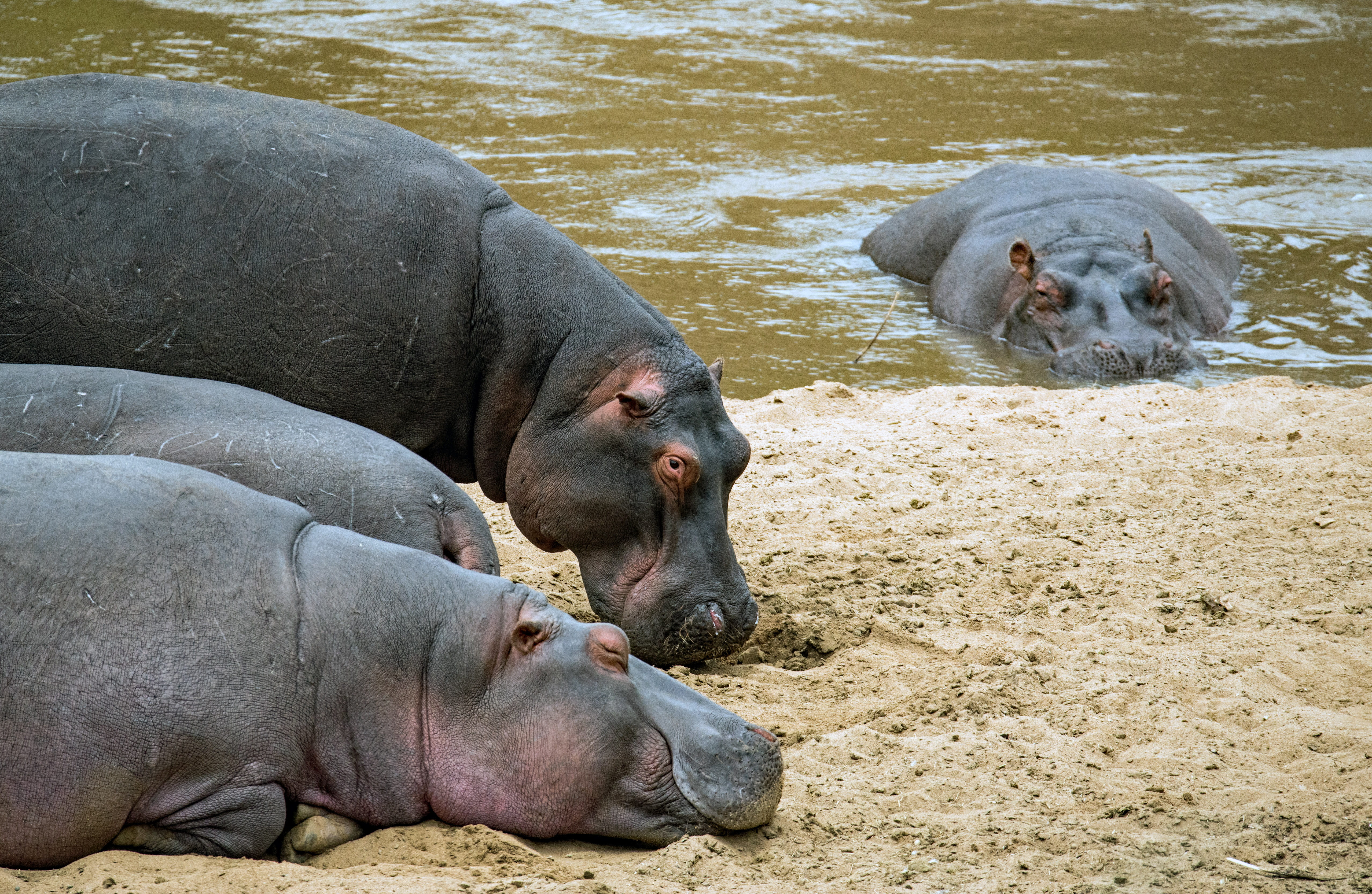 animal themes, safari, land, mara triangle - maasai mara national reserve, young animal, animals in the wild, herbivorous, hippopotamus, african safari, HD Wallpaper