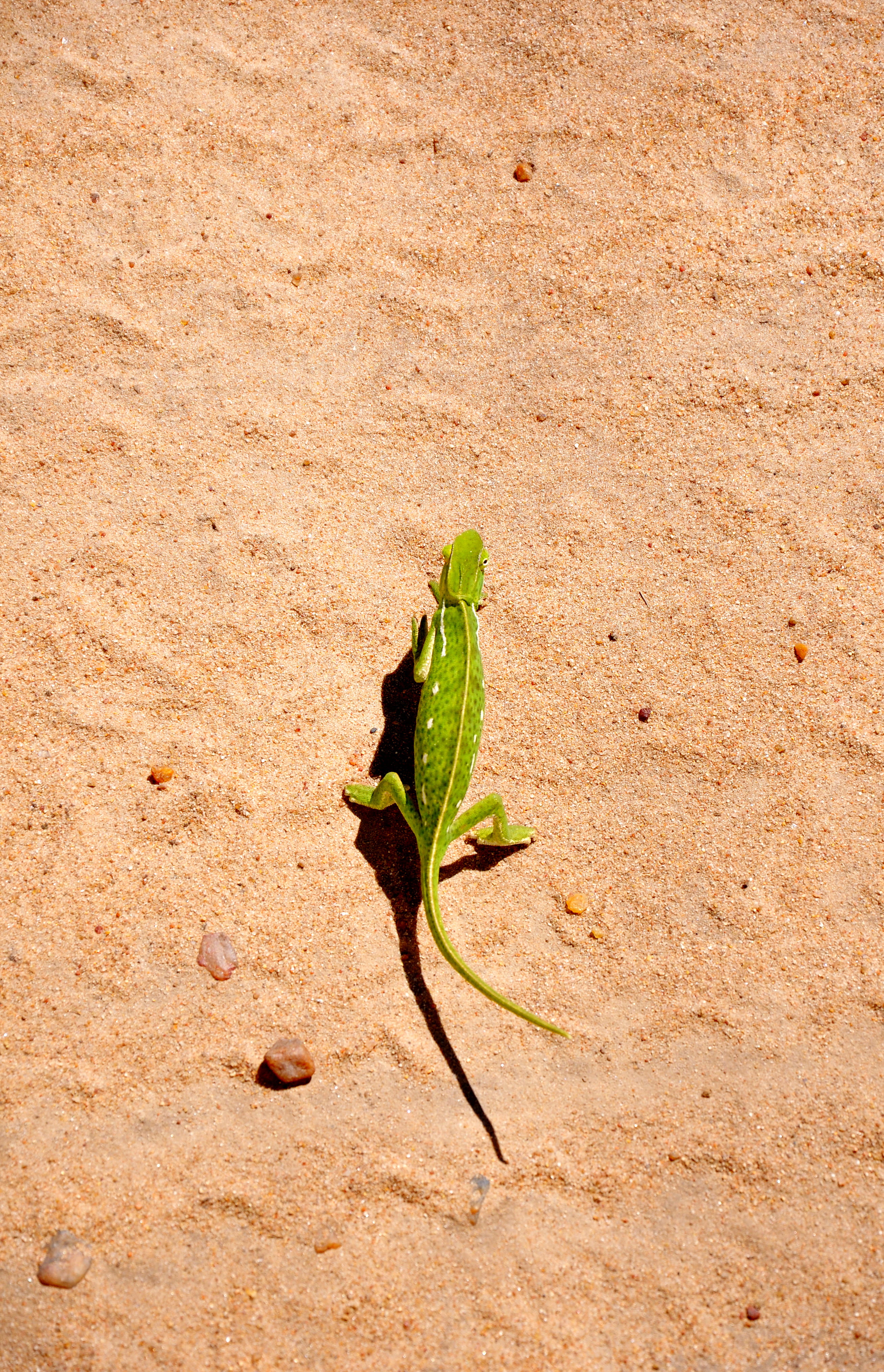 4K, animal, field, top view, green color, wildlife, maasai mara trips kenya, no people, close-up, arid climate, spotted, plant, adventure, chameleon, beginnings, Phone HD Wallpaper