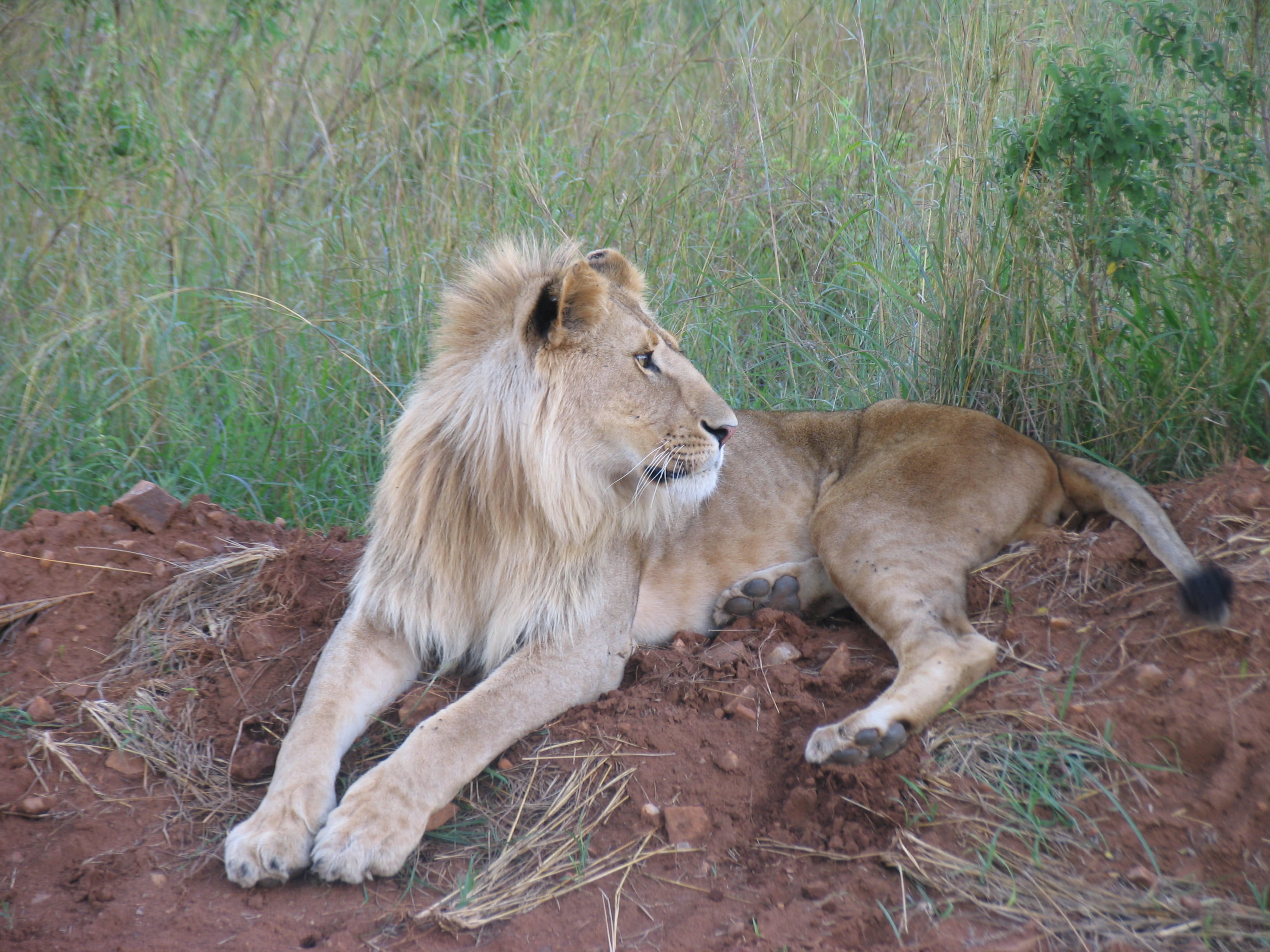 relaxation, Lion, carnivora, animals in the wild, lioness, 2K, cat, no people, female animal, land, lion - feline, mammal, animal, Kenya, one animal, field, HD Wallpaper