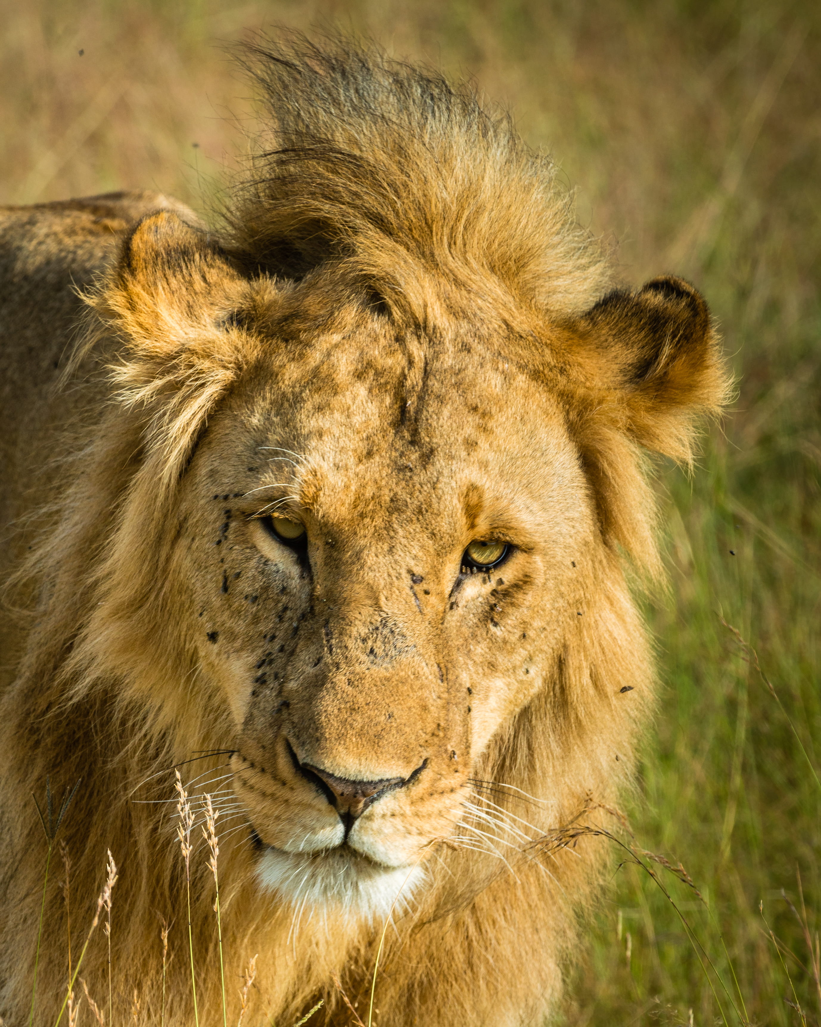 focus, animal body part, 2K, nature, selective, safari, day, mammal, undomesticated cat, big cat, brown, lion - feline, maasai mara, feline, grasses, near, Phone HD Wallpaper